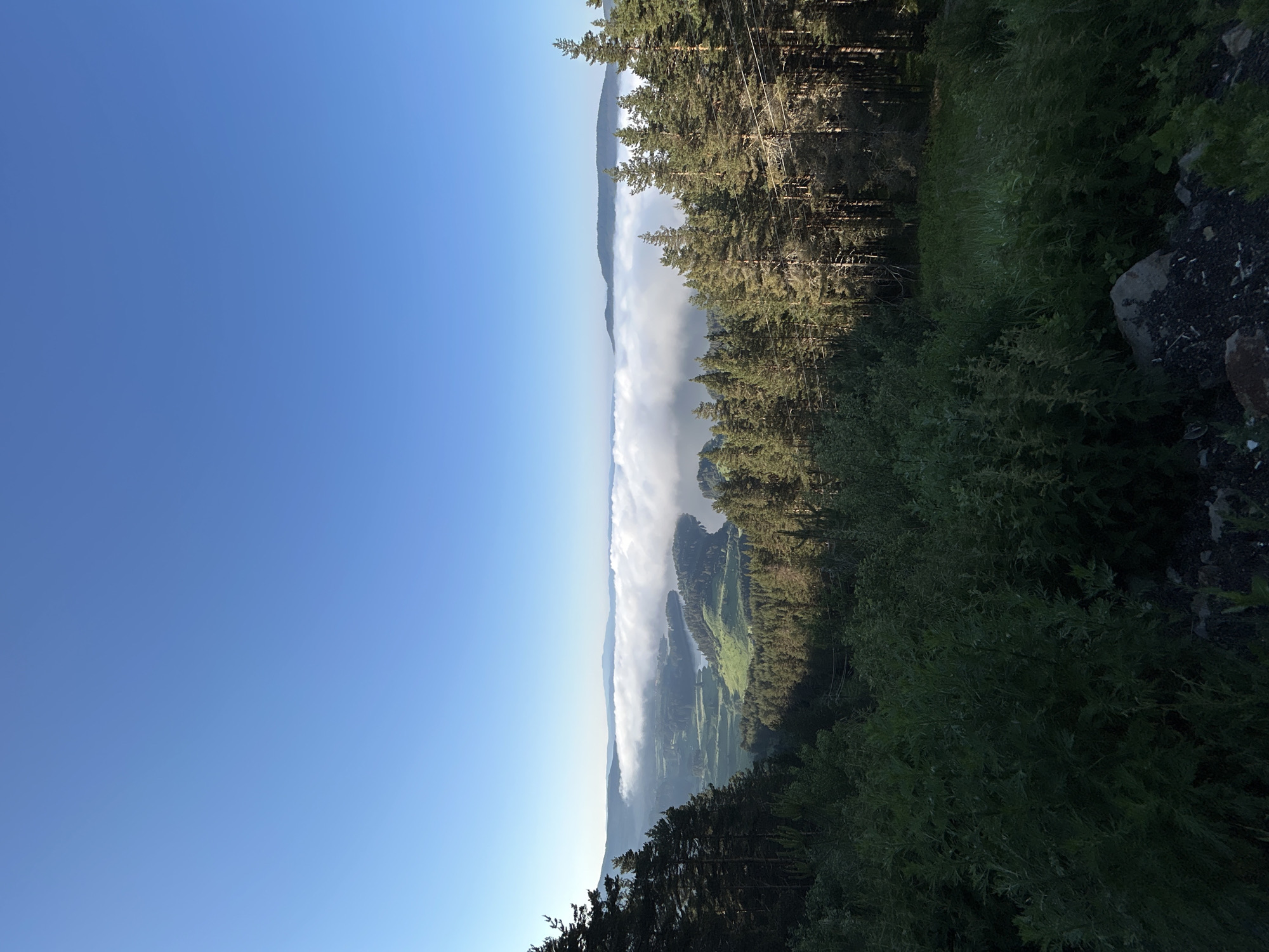 The image depicts a panoramic view of a mountainous landscape under a clear blue sky. In the foreground, lush green vegetation and tall pine trees frame the scene. A dense layer of white clouds blankets the valley below, partially obscuring a winding body of water and the rolling hills that surround it. The sunlight, casting long shadows, suggests it is either early morning or late afternoon. The overall impression is one of serene natural beauty. The scene is devoid of any people or man-made structures apart from what appear to be power lines in the middle ground.