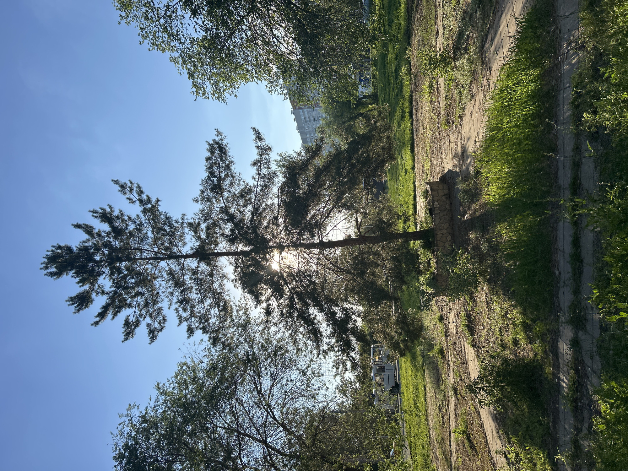 In Orenburg, Russia, a tall, slender pine tree stands prominently in a park-like setting, silhouetted against a clear blue sky. The sun shines brightly behind the tree, creating a lens flare and casting dappled shadows on the ground. The tree's branches, adorned with pine needles, spread outwards, some reaching towards the sky, others drooping slightly. At the base of the tree, a low, circular wall made of rough-hewn stones encloses a small patch of earth.
Surrounding the pine tree, the ground is covered in a mix of dry leaves, patches of green grass, and a paved walkway with distinct square concrete slabs. The walkway meanders through the scene, disappearing into the shadows and sunlight. To the left, a white bus with tinted windows is parked on a grassy area adjacent to a road, with a yellow vehicle partially visible behind it. In the background, a multi-story residential building with grey and white facades and numerous windows rises above the trees, suggesting an urban environment. The overall impression is of a quiet, sun-drenched day in a public space, likely a park or residential courtyard, within the city.