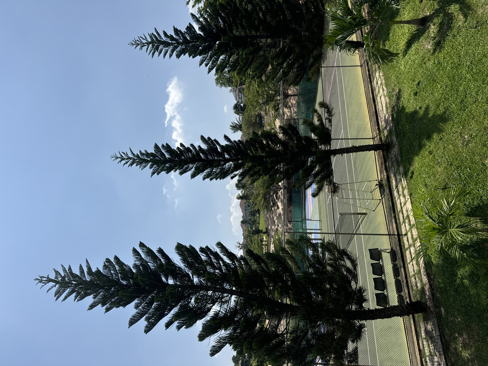 The image shows a view of a tennis court from above, with three large pine trees in the foreground. The tennis court is surrounded by a chain-link fence, and there are some chairs set up on the side of the court. In the background, there are some houses and hills. The sky is blue with some scattered clouds. The scene appears to be in a tropical or subtropical climate, judging by the palm trees visible. The location is identified as Phu Thuy, Vietnam. The image is taken from an elevated position, possibly a balcony or a higher floor of a building. There are no people visible in the image, and no discernible actions or interactions are taking place. The environment is natural and recreational, with a focus on outdoor sports and landscaping.