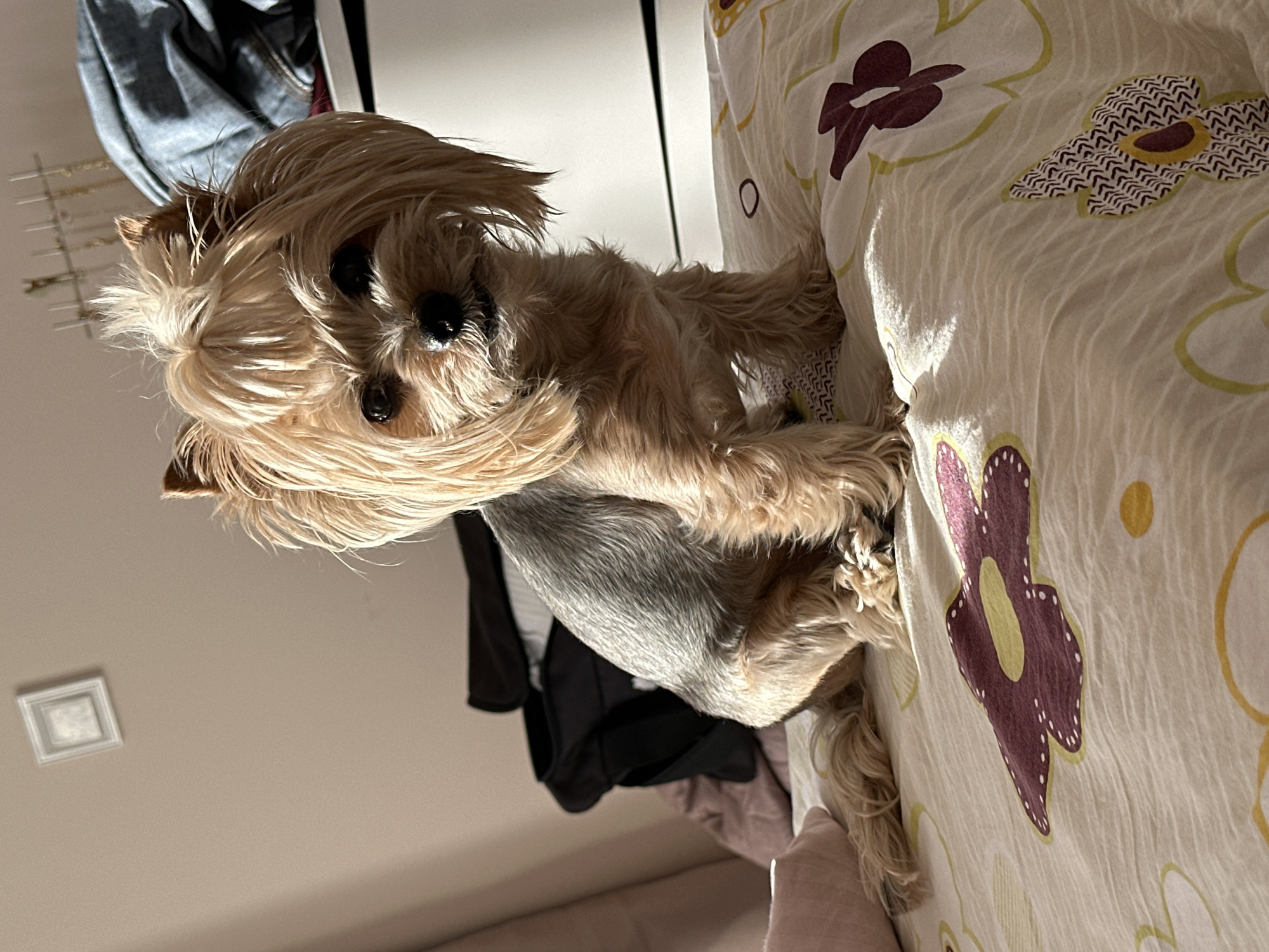 A tan and gray Yorkshire Terrier dog stands on a bed with floral patterned sheets. The dog has long, shaggy hair obscuring its eyes. Behind the dog, clothes hang in a closet. The image was likely taken indoors. There is no indication of the location of the city of Sofia, Bulgaria in the image.
