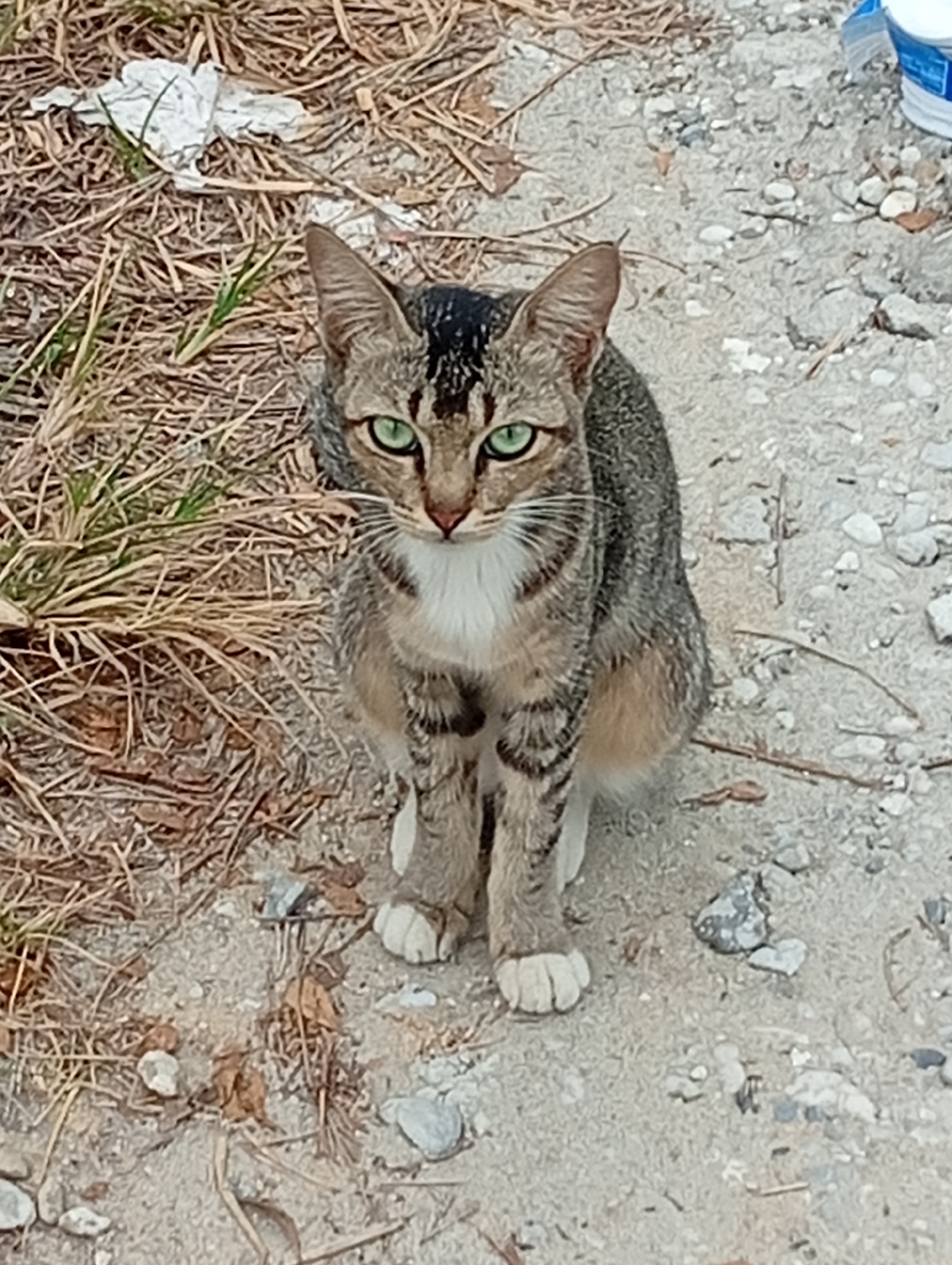 A tabby cat with green eyes sits on a dirt and gravel surface. The cat is facing the camera and has its front paws together. The background consists of dry grass and some white debris on the left, and more gravel and scattered stones on the right. A portion of a white and blue bucket is visible in the upper right corner of the image. The overall scene is outdoors.