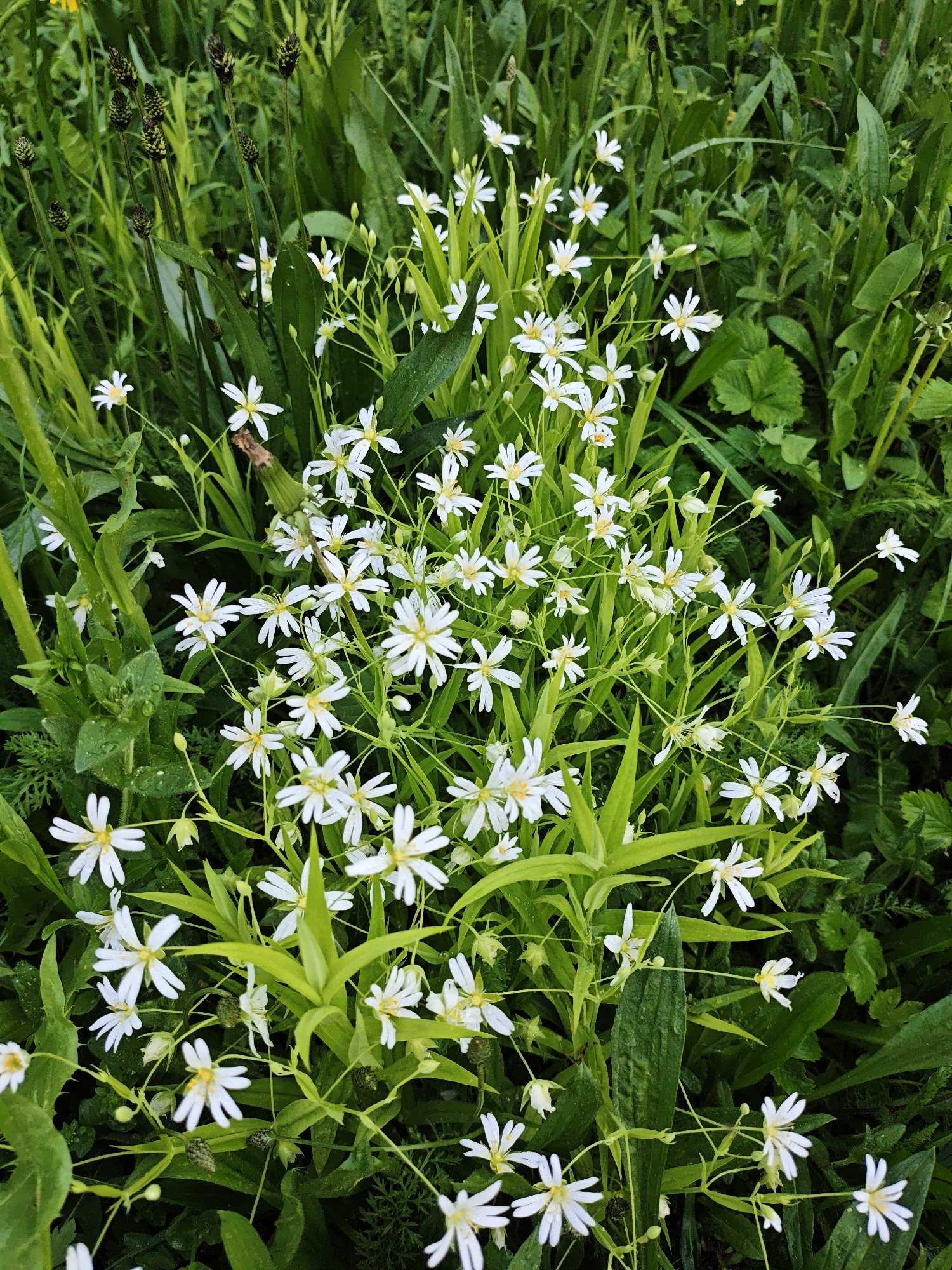 The image shows a dense patch of wildflowers growing in a grassy area. The predominant flower is a white, star-shaped blossom with a yellow center. There are many of these flowers, appearing in various stages of bloom and interspersed amongst various types of greenery. Taller grass blades and broader leaves surround the flowers. The scene is shot at eye-level, creating a sense of immersion within the vegetation. The location is Боровково, Russia.