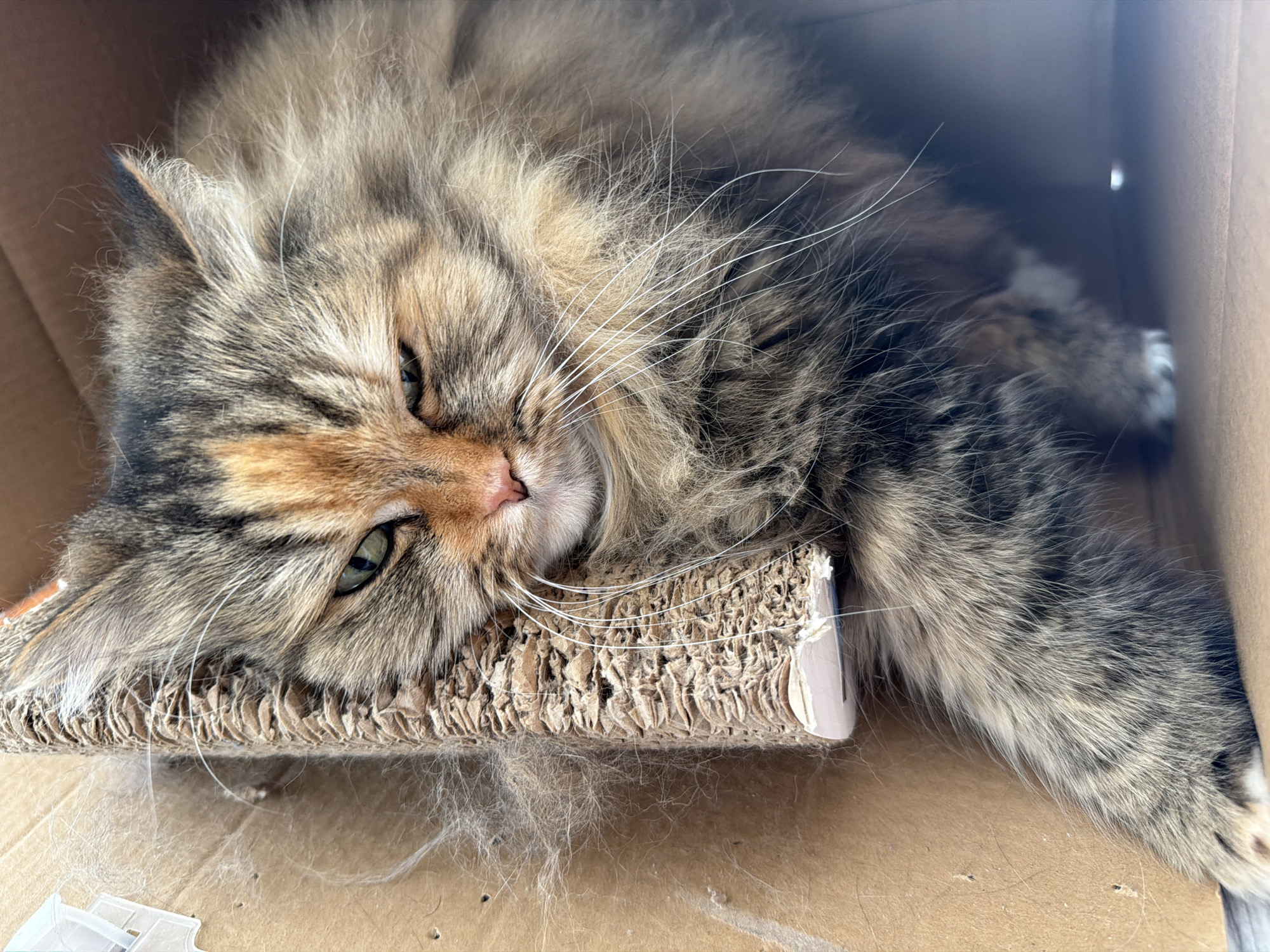 A close-up, overhead shot shows a fluffy, long-haired calico cat lying down in a cardboard box. The cat is resting its head on a cardboard scratch pad. The cat's fur is a mix of brown, black, and orange tabby patterns, with white whiskers. Its eyes are partially closed, and it appears relaxed. Loose cat fur is scattered on the scratch pad and the bottom of the box. The lighting suggests it is daytime. The setting appears to be indoors, likely a home environment, given the presence of a cardboard box and cat scratching pad. There is no visible text in the image.