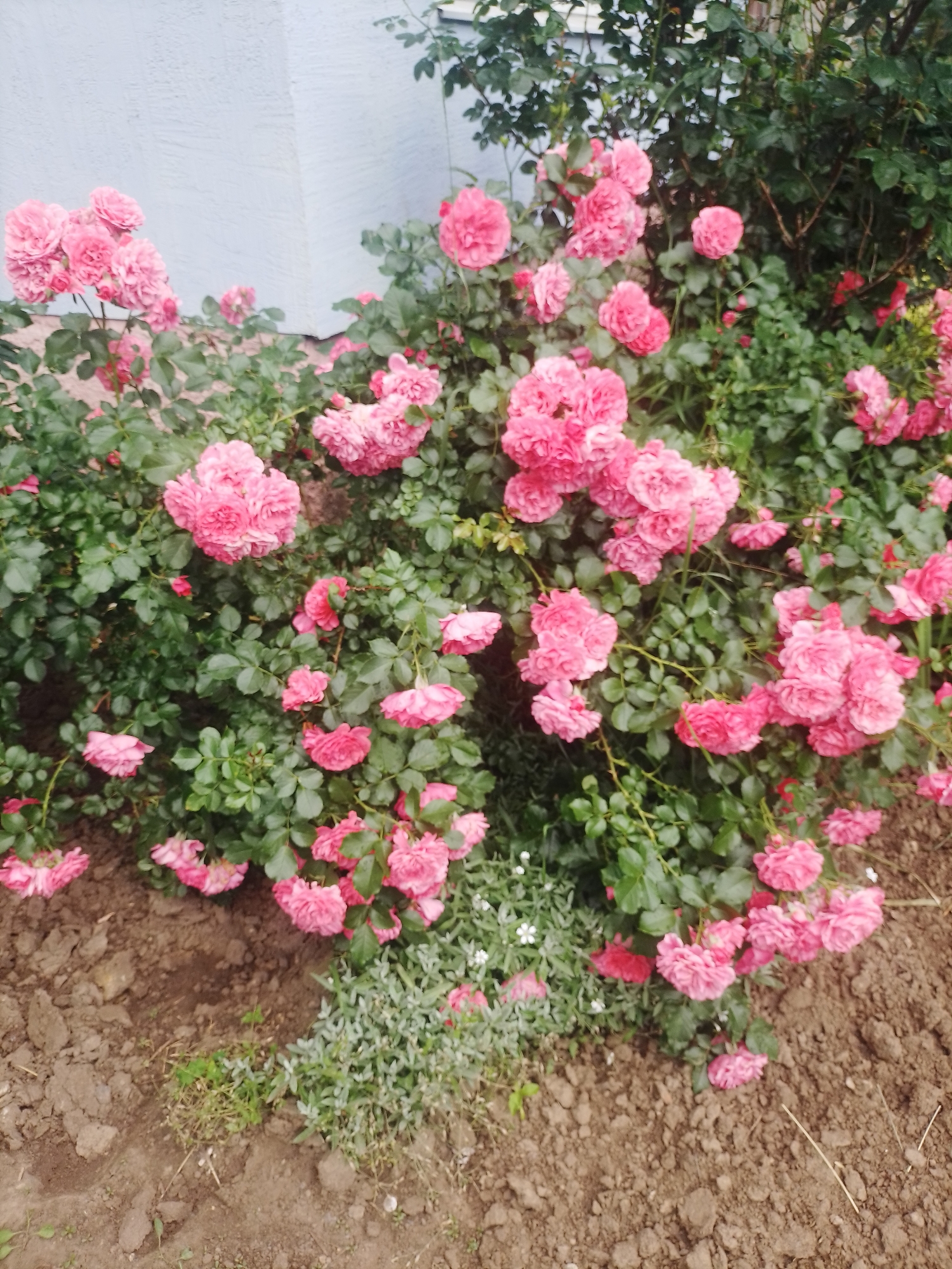 A dense bush of pink roses is in bloom in a garden setting, likely in Poltava, Ukraine, given the context. The roses are clustered together, with many tightly packed petals forming a full, rounded bloom. The leaves of the rose bush are a deep green, providing a rich contrast to the vibrant pink of the flowers. In the background, a light blue textured wall is visible, possibly the side of a building. The ground in the foreground is a mix of dark soil and some scattered debris. A few small green plants and some dried grass are interspersed among the rose bush and the soil. The overall impression is one of abundant natural beauty in a residential or garden environment.