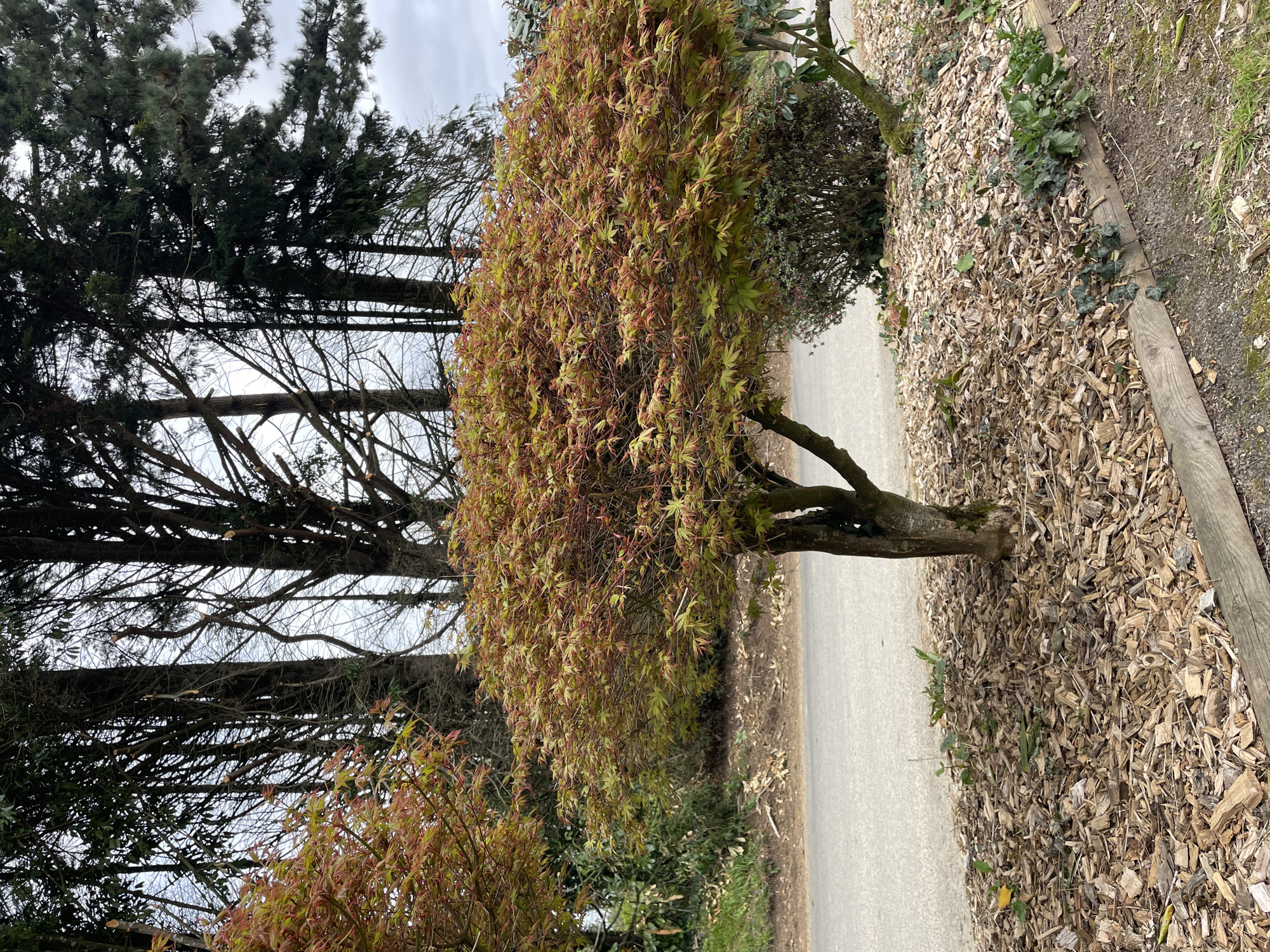 The image presents a ground-level perspective within a park-like environment, seemingly situated in or near Le Moustoir, France.
Foreground: A small, deciduous tree, possibly a Japanese maple, is centrally located, displaying leaves that are transitioning from green to reddish hues. The tree's trunk is visible, leading into a dense canopy of foliage. A paved pathway runs adjacent to the tree.
Midground: To the right of the pathway is a bed of wood chips bordering a grassy area. To the left, a line of tall, coniferous trees forms a backdrop with a dense network of branches visible against a cloudy sky. A smaller bush with similar reddish foliage sits near the base of the taller trees.
Background: The sky is overcast, lending a soft, diffused light to the scene. The overall environment suggests a well-maintained public space, likely a park or botanical garden. There are no people visible in the image.