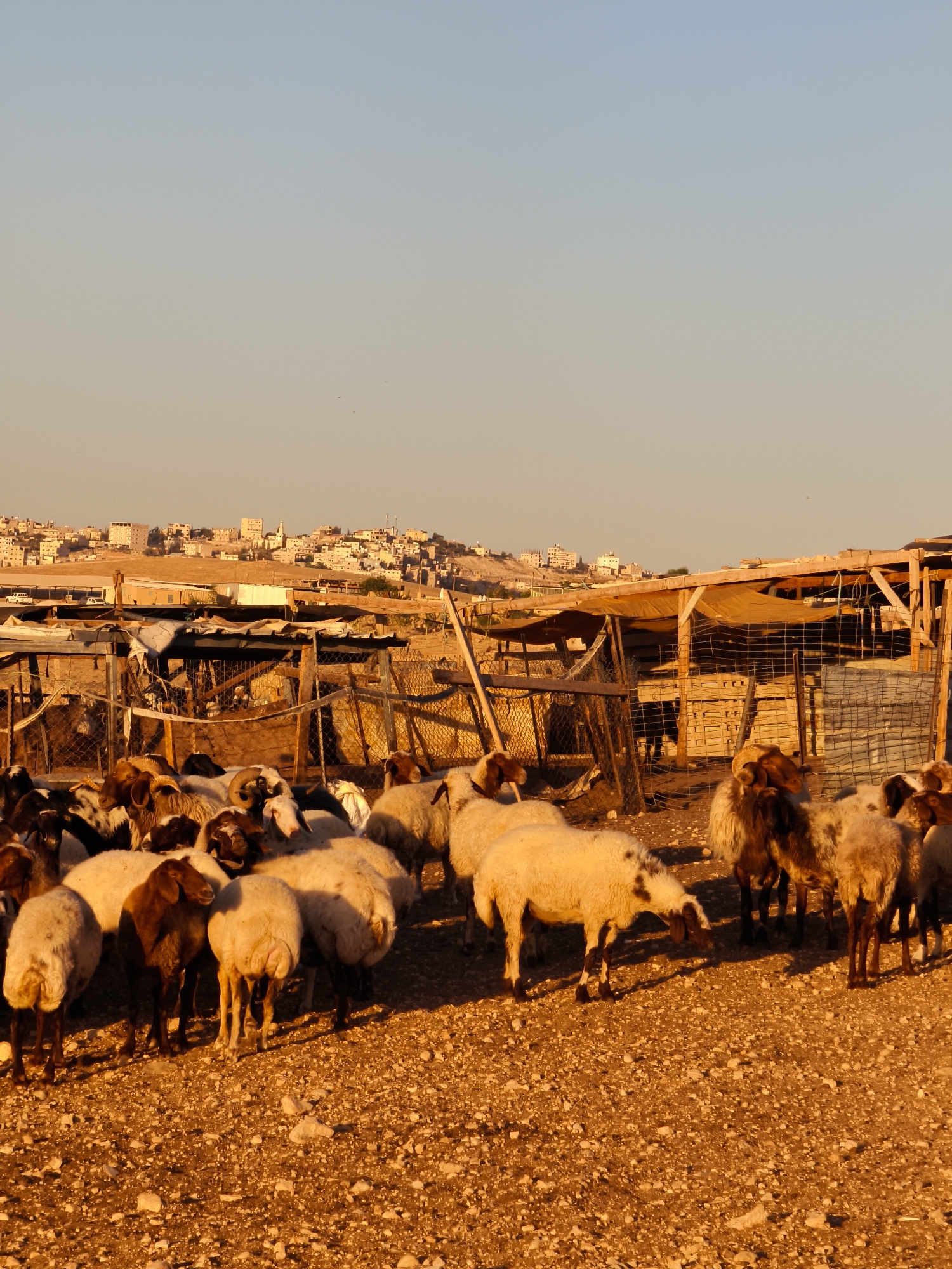 The image shows a flock of sheep gathered in a pen with a rural settlement in the background. The sun is low in the sky, casting long shadows and illuminating the scene with a warm, golden light, suggesting either sunrise or sunset. The ground is covered with gravel and dirt. The pen is constructed with wooden posts and wire fencing, with some tarps providing shade over structures within. In the middle ground, the settlement of Keidar, located in the Palestinian Territories, is visible on a hillside, with buildings and infrastructure indicating a populated area. The sheep are of various colors, including white, brown, and black, and some have distinct markings. They appear to be standing, resting, or milling about within the enclosure. No people are visible in the immediate vicinity of the sheep.