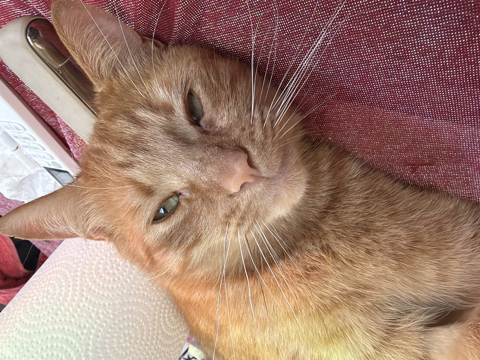 A close-up, high-angle shot shows an orange tabby cat lying on a textured red surface. The cat's fur is a mix of light and dark orange, with white whiskers fanning out from its muzzle. Its eyes are partially closed, with the left eye appearing more open than the right. A roll of white paper towels is visible to the left of the cat, and a beige object with a chrome handle, possibly a stapler, rests behind the cat's head. The red surface has a subtle shimmer and appears to be made of a woven fabric. The lighting is bright, casting a slight shadow on the cat's face. The location in Stryi, Ukraine is not discernible from the image.