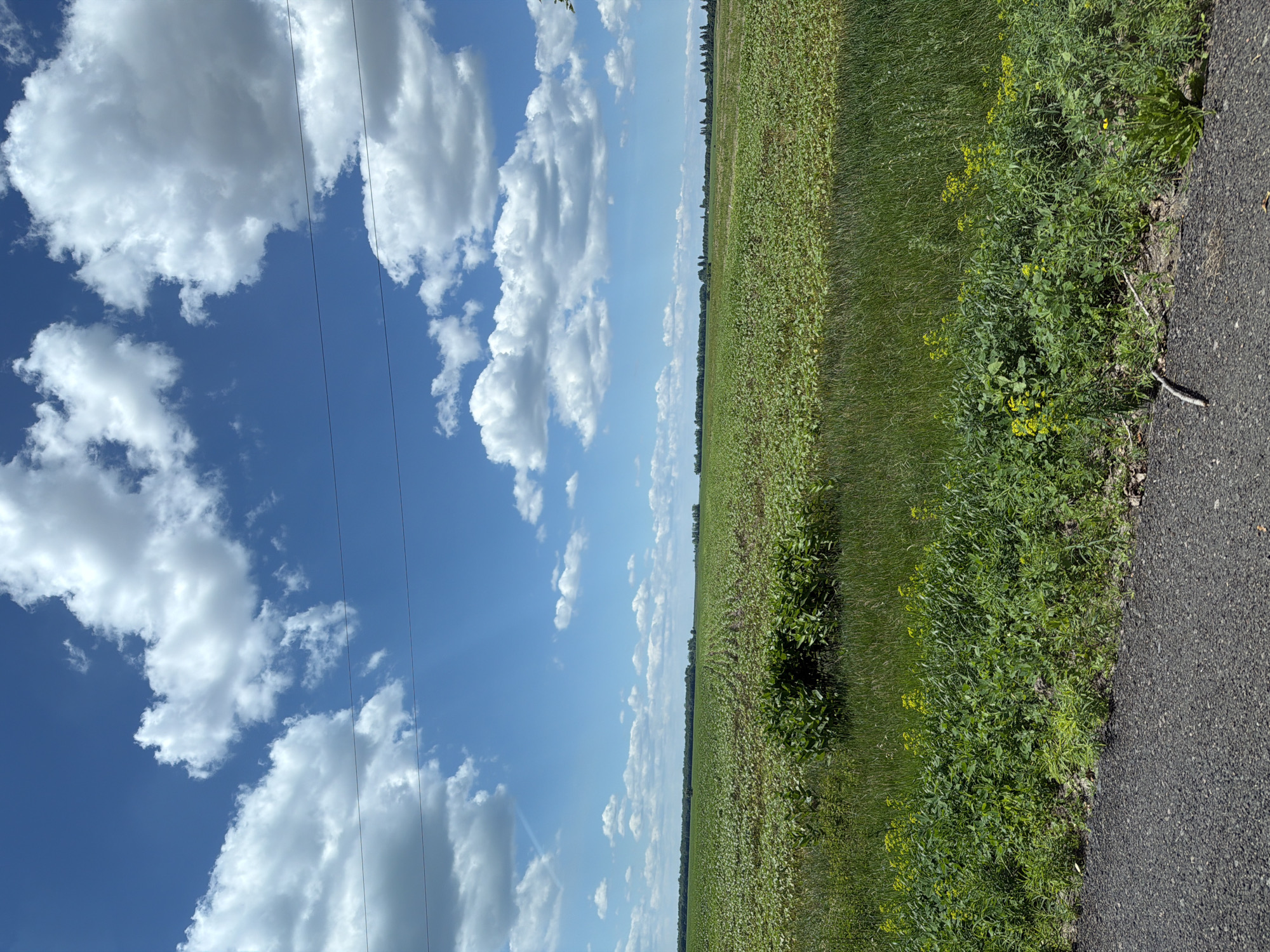 An image depicts a vast, flat agricultural field under a bright blue sky dotted with white, fluffy clouds. The field is predominantly covered in young green crops, appearing to be corn or a similar plant, arranged in neat rows. In the foreground, along the edge of an asphalt road, there is a strip of tall green grass interspersed with small yellow wildflowers. A few bare branches and dry leaves are scattered on the ground near the road. The horizon is marked by a line of trees, suggesting the edge of the agricultural area. Power lines are visible stretching across the upper portion of the image. The overall scene is one of rural expanse and agriculture in Ukraine, likely in the city of Revne.