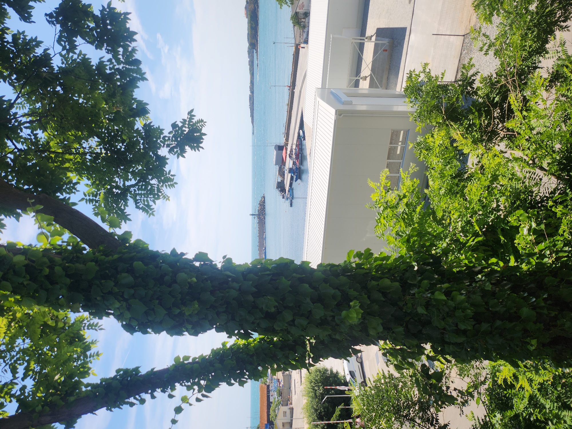 The image captures a bright, sunny day in Tsarevo, Bulgaria, overlooking a harbor. In the foreground, a large tree trunk is heavily draped with green ivy, its branches and leaves obscuring parts of the view. Beyond the tree, modern white buildings with corrugated roofs are visible, likely part of the harbor infrastructure.
The harbor itself is a central feature, with a concrete pier extending into the blue sea. Several small boats, some with red and white accents, are moored along the pier. A lighthouse stands prominently at the end of a breakwater, which juts out into the sea. The water is calm, reflecting the clear blue sky. In the distance, the coastline of Tsarevo is visible, with buildings and vegetation dotting the landscape. A white van is parked in a paved area to the left of the frame, near a fence and some smaller trees. The overall scene conveys a sense of a functional, modern port area set against a picturesque coastal backdrop.
