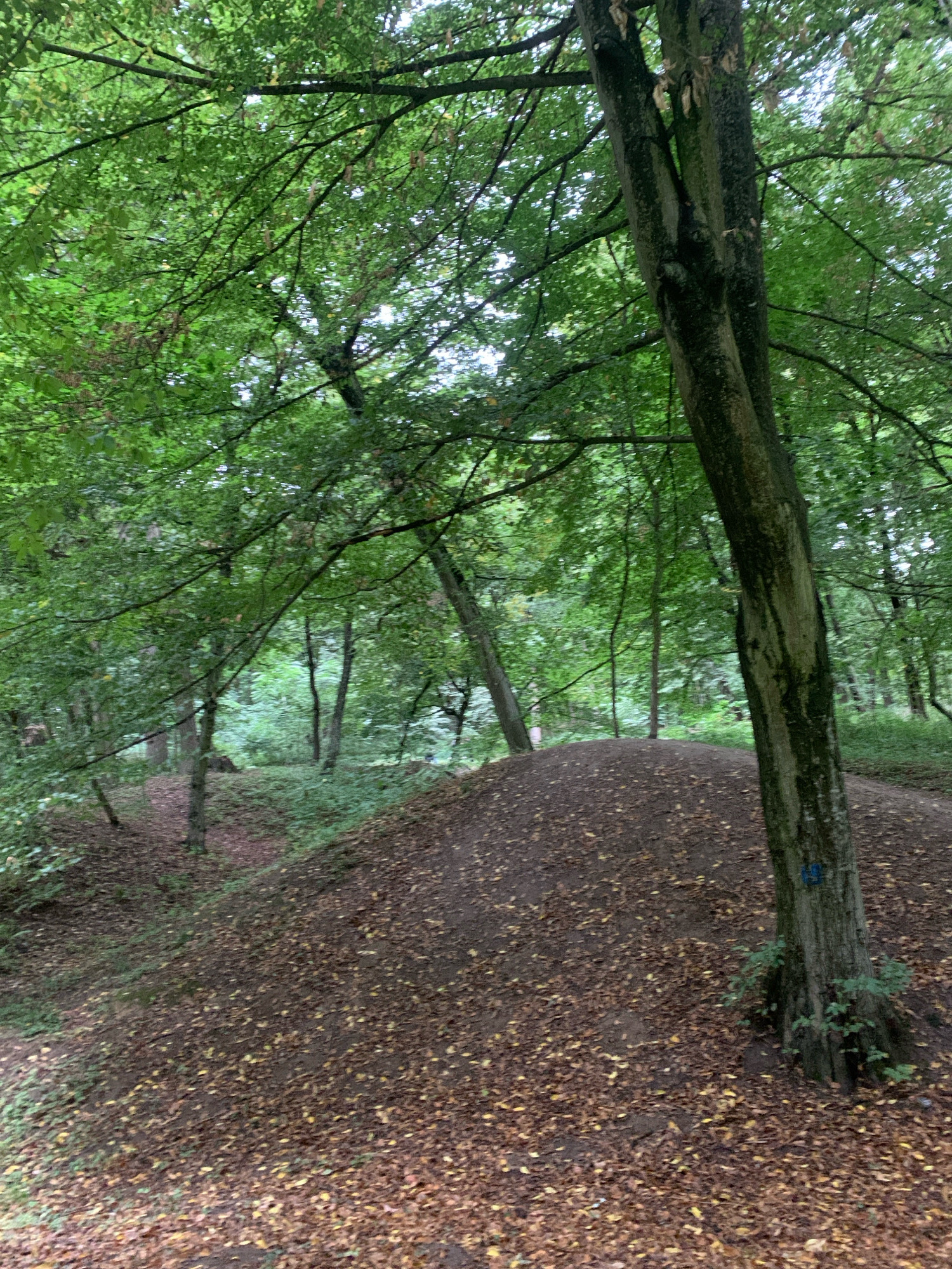 The image depicts a forest floor covered with fallen leaves, with a prominent mound of earth in the foreground. A large tree trunk with rough bark stands to the right of the mound, bearing a blue marker. The background reveals a dense forest with a canopy of green leaves and other tree trunks. The overall scene suggests an outdoor natural environment. There is no visible indication of the city of Lviv, Ukraine, or any people, actions, or interactions.