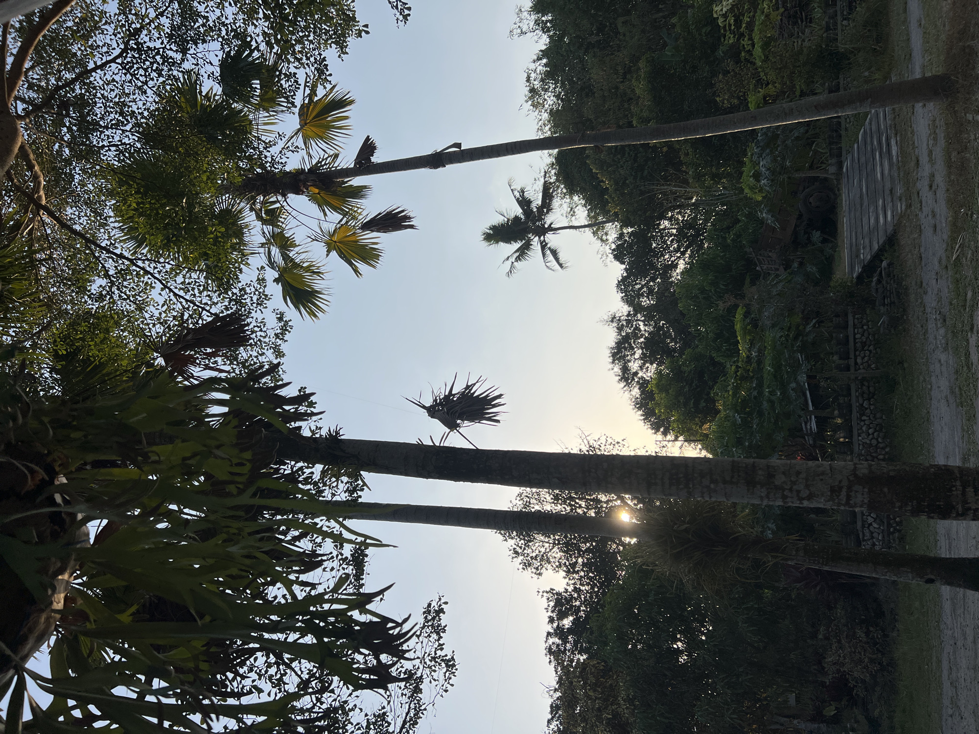In Tlogoadi, Indonesia, a low-angle, sun-drenched shot captures the serene beauty of a lush, tropical environment. Towering palm trees dominate the foreground, their fronds silhouetted against a clear, pale blue sky. The sunlight pierces through the leaves, casting a warm glow and creating a dappled effect. In the background, a dense forest stretches across the landscape, adding depth and texture. A small, rustic wooden bridge leads to a weathered cart, suggesting a touch of human presence amidst the natural splendor. The scene is one of tranquility and natural abundance, evoking a sense of peace and escape.