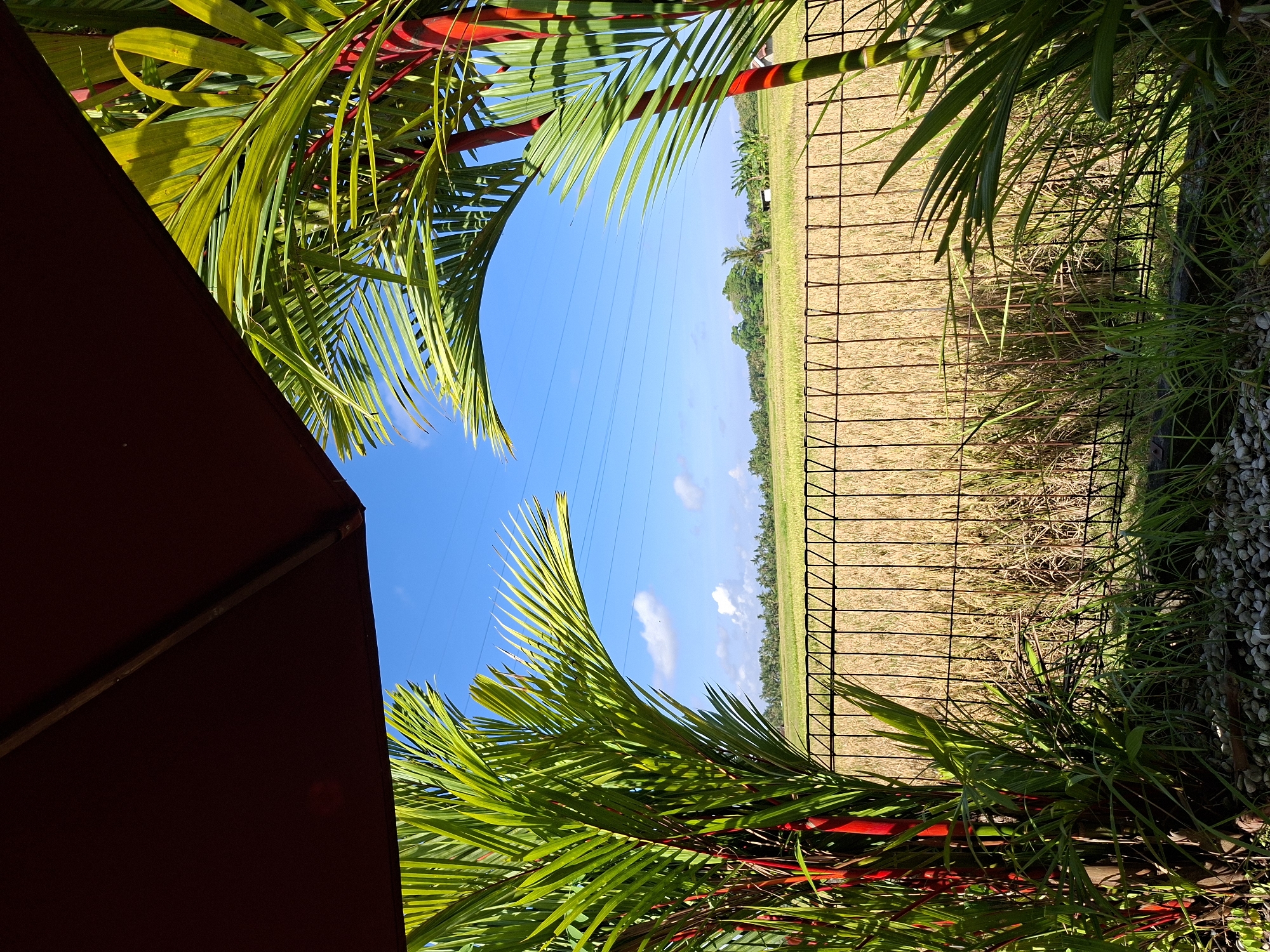 This image captures a vibrant, sun-drenched outdoor scene overlooking a rural landscape, characteristic of the Ubud District in Indonesia. The sky above is a brilliant, clear blue with a few soft white clouds, subtly traversed by thin power lines.
In the immediate foreground, the dark red corner of an umbrella or awning occupies the lower-left portion of the frame, providing a strong contrast to the vivid natural elements. Lush palm fronds, distinguished by their bright green blades and distinctive red stems, gracefully frame the view from the top and lower-mid sections, basking in strong sunlight.
A dark wire fence stretches across the mid-ground, acting as a clear boundary. Beyond this fence lies an extensive field of golden-brown stalks, strongly suggestive of a dried or harvested rice paddy. The right edge of the frame includes wild green grass and patches of light-colored gravel near the fence line. In the far distance, a continuous line of dense, dark green tropical trees forms the horizon.
The absence of people and any visible text contributes to a tranquil and natural atmosphere. The scene evokes a peaceful, tropical agricultural setting under bright daylight conditions, likely during late morning or early afternoon given the clear sky and sun's intensity.