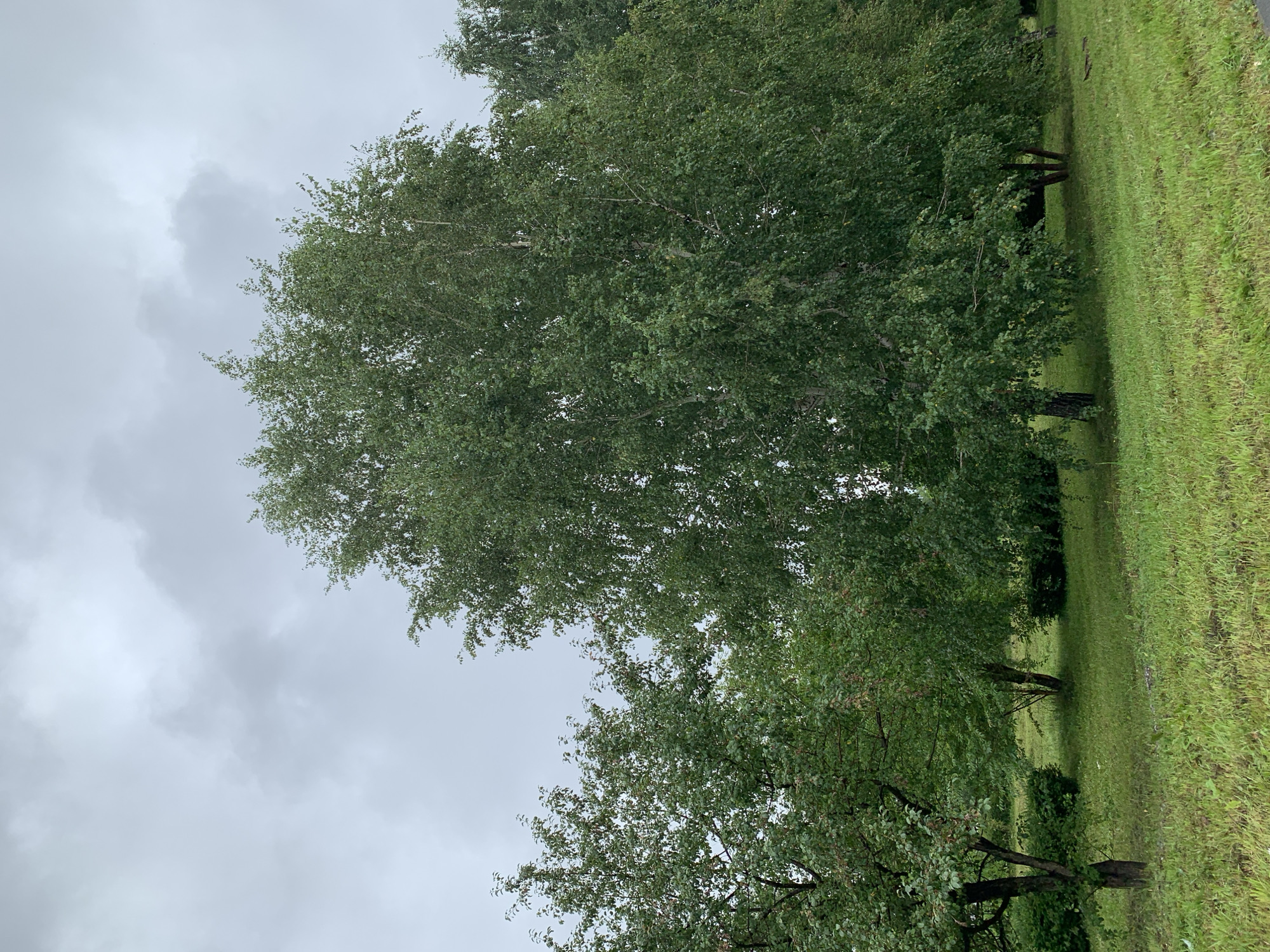 The image depicts a landscape scene with several trees and a cloudy sky. The primary focus is on a large birch tree with lush green foliage, dominating the center of the frame. To the left, a smaller, fruit-bearing tree with reddish-brown speckles on its leaves is visible, possibly an apple tree. In the background, more trees form a dense line, suggesting a park or wooded area. The ground is covered in green grass, appearing somewhat damp, which could indicate recent rain or a humid climate. The sky is overcast with heavy, grey clouds, creating a diffused light that casts no distinct shadows. The overall impression is that of a natural, outdoor setting, likely in a temperate region, under a subdued sky.
There is no specific visual information in the image that allows for the identification of the location as Prokopyevsk, Russia. The scene is a generic representation of a park or natural area.