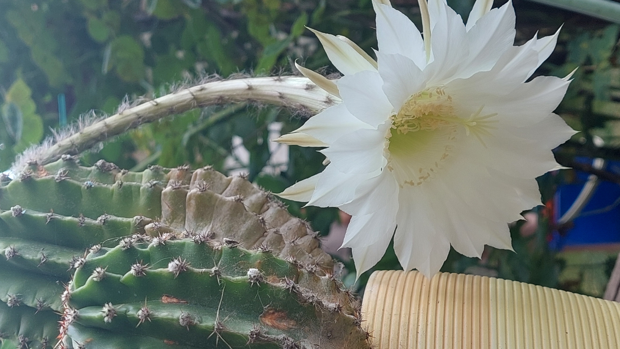 In Kozarovychi, Ukraine, a close-up shot captures a blooming cactus flower. The white petals of the flower are fully open, revealing delicate yellow stamens in the center. To the left of the flower, a ribbed beige planter holds a portion of the cactus stem, which is green and columnar with visible spines. A longer, fuzzy stalk extends from the cactus towards the flower. The background is a soft blur of green foliage, suggesting an outdoor setting.