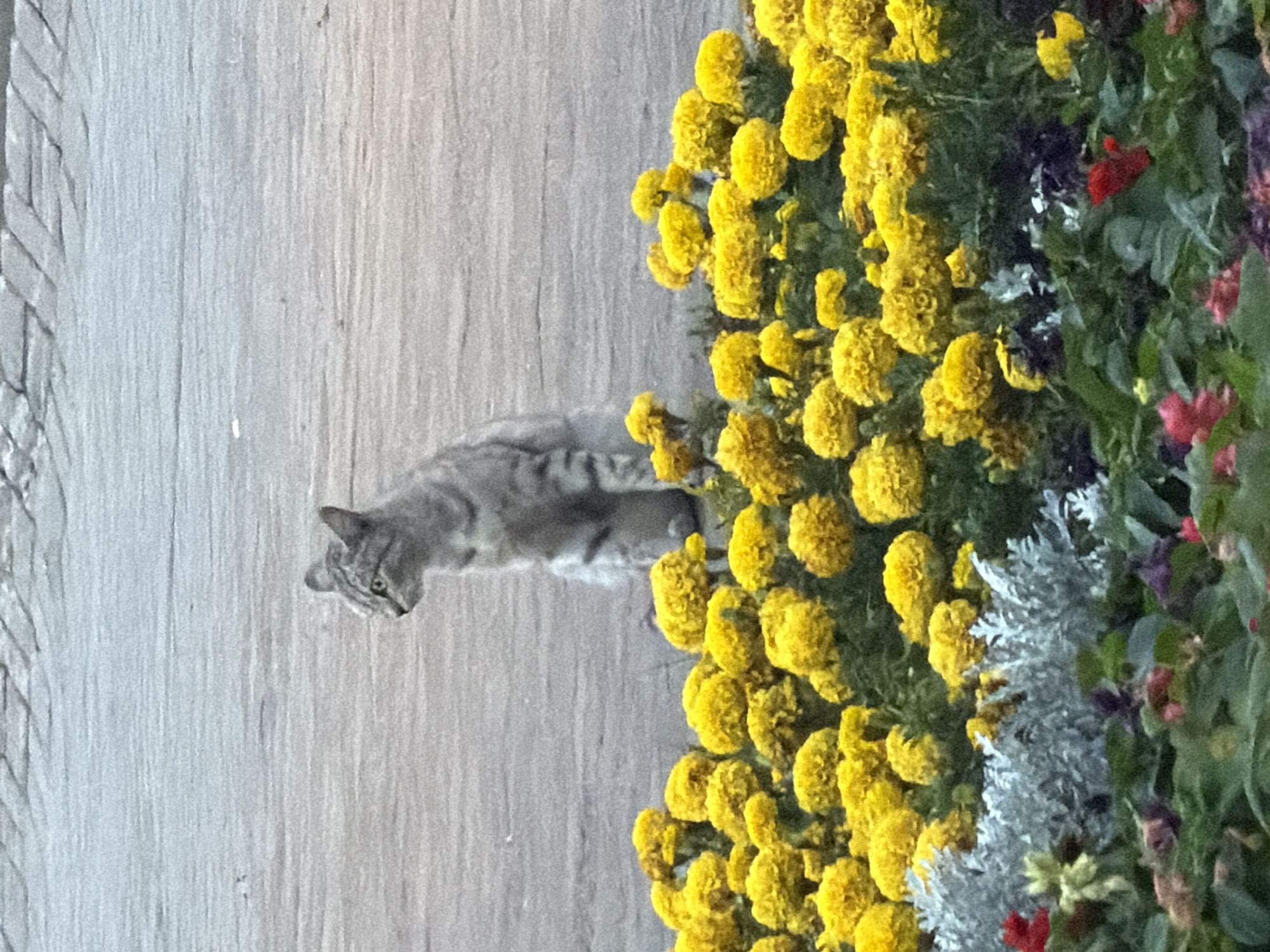 A grey tabby cat sits upright in front of a dense bed of bright yellow marigolds. The cat is facing to the right, with its ears perked and its tail tucked neatly around its paws. The marigolds are in full bloom, creating a vibrant contrast against the muted grey pavement behind the cat. The pavement appears to be made of cobblestones or similar textured material. The scene is well-lit, suggesting it is daytime. The cat is the primary subject, and its presence in this flowerbed suggests it may be a domestic animal that frequents this area. The specific location within Pavlodar, Kazakhstan cannot be determined from the image alone, but the presence of urban landscaping with flowers and paved surfaces is consistent with a park, garden, or public walkway in a city.