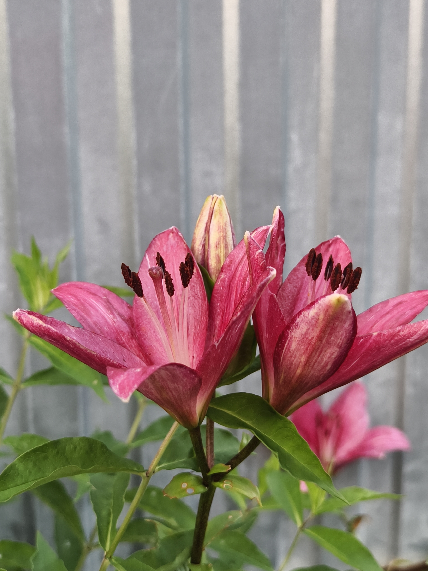 In Семилетка, Russia, a close-up photograph captures a cluster of pink lily flowers in bloom. The lilies, with their vibrant petals and dark anthers, are the central focus. One flower is fully open, revealing its intricate stamen, while another is partially unfurled, and a bud stands ready to open. Lush green leaves and stems surround the blossoms. In the background, a gray, corrugated metal fence provides a textured backdrop, its vertical lines creating a subtle pattern that contrasts with the organic shapes of the flowers. The lighting suggests it is daytime, with soft illumination highlighting the delicate details of the lilies.