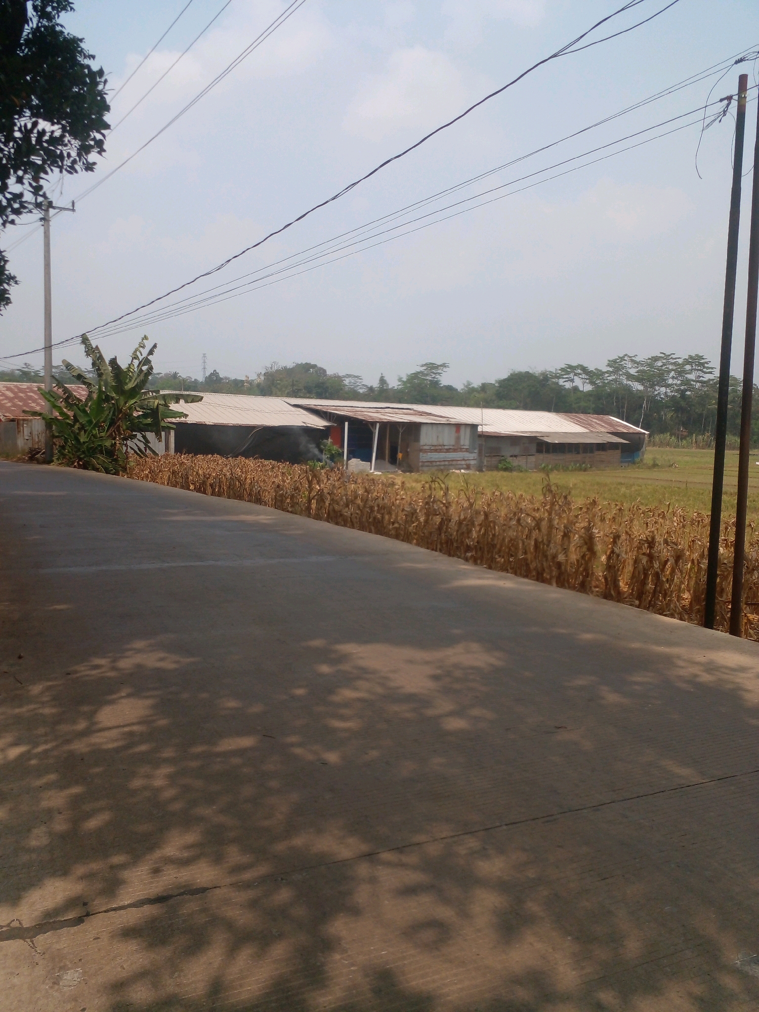 The image depicts a rural scene in Banyuputih, Indonesia. A paved road curves from the foreground, casting dappled shadows from overhead foliage onto its surface. To the left of the road, a utility pole stands, supporting power lines that stretch across the frame against a pale blue sky with scattered clouds. Beyond the road and cornfield, a row of buildings with corrugated metal roofs are visible, some appearing to be agricultural structures or simple dwellings. A banana tree grows near one of the buildings. A field of dry corn stalks lines the edge of the road, separating it from the buildings and the flatter agricultural land beyond. Trees form a distant treeline against the horizon. The overall impression is one of a sunny day in a rural agricultural area.