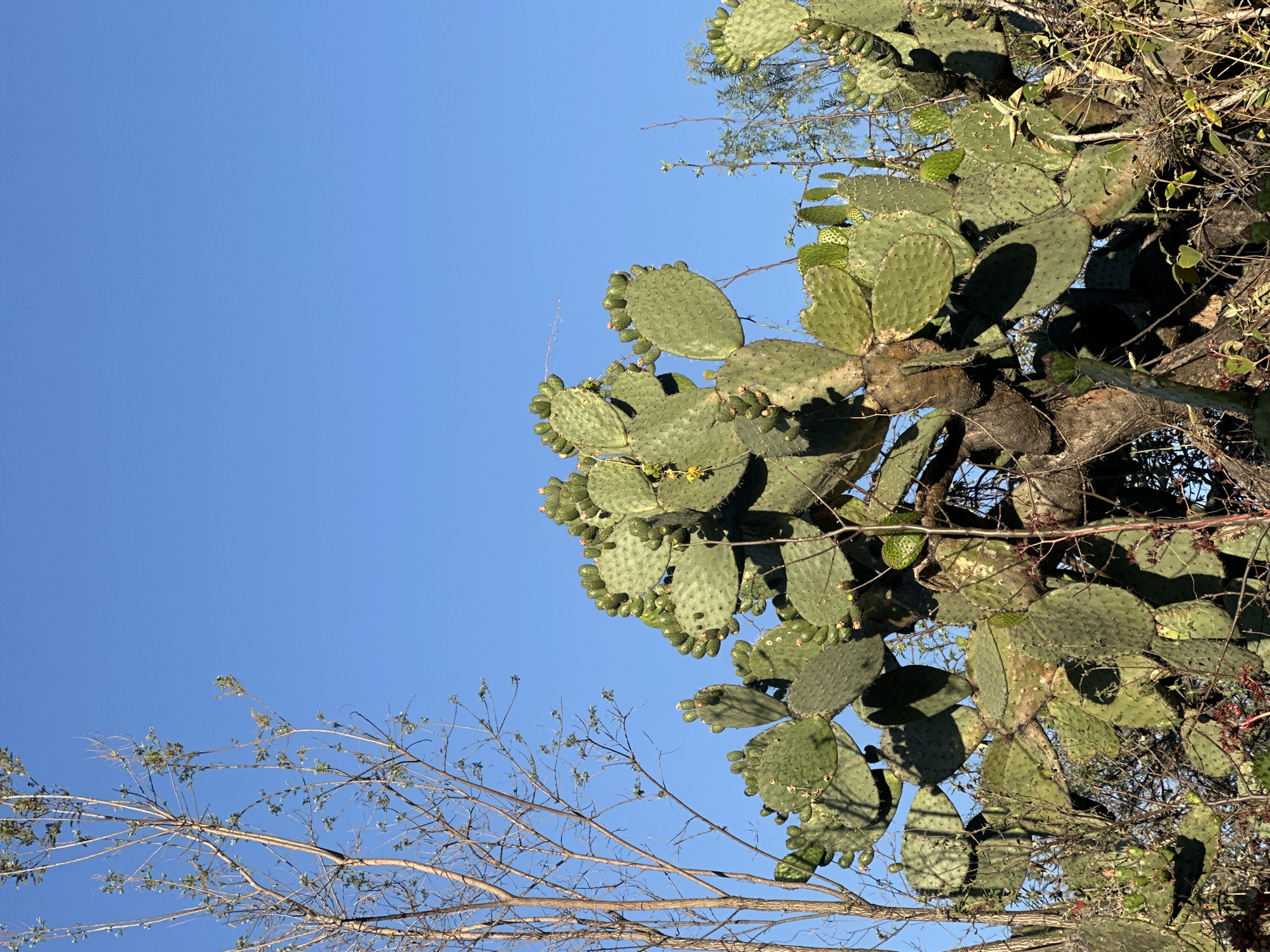 A low-angle, outdoor shot features a prickly pear cactus, densely packed with pads and fruits, juxtaposed against a clear, bright blue sky. The cactus occupies the right side of the frame and extends toward the upper right corner, obscuring most of the area. Beneath the cactus, bare tree branches stretch across the lower left, adding to the scene's natural texture. The image composition showcases the contrast between the organic shapes of the plants and the solid hue of the sky. This image was taken in Mexico City, Mexico.