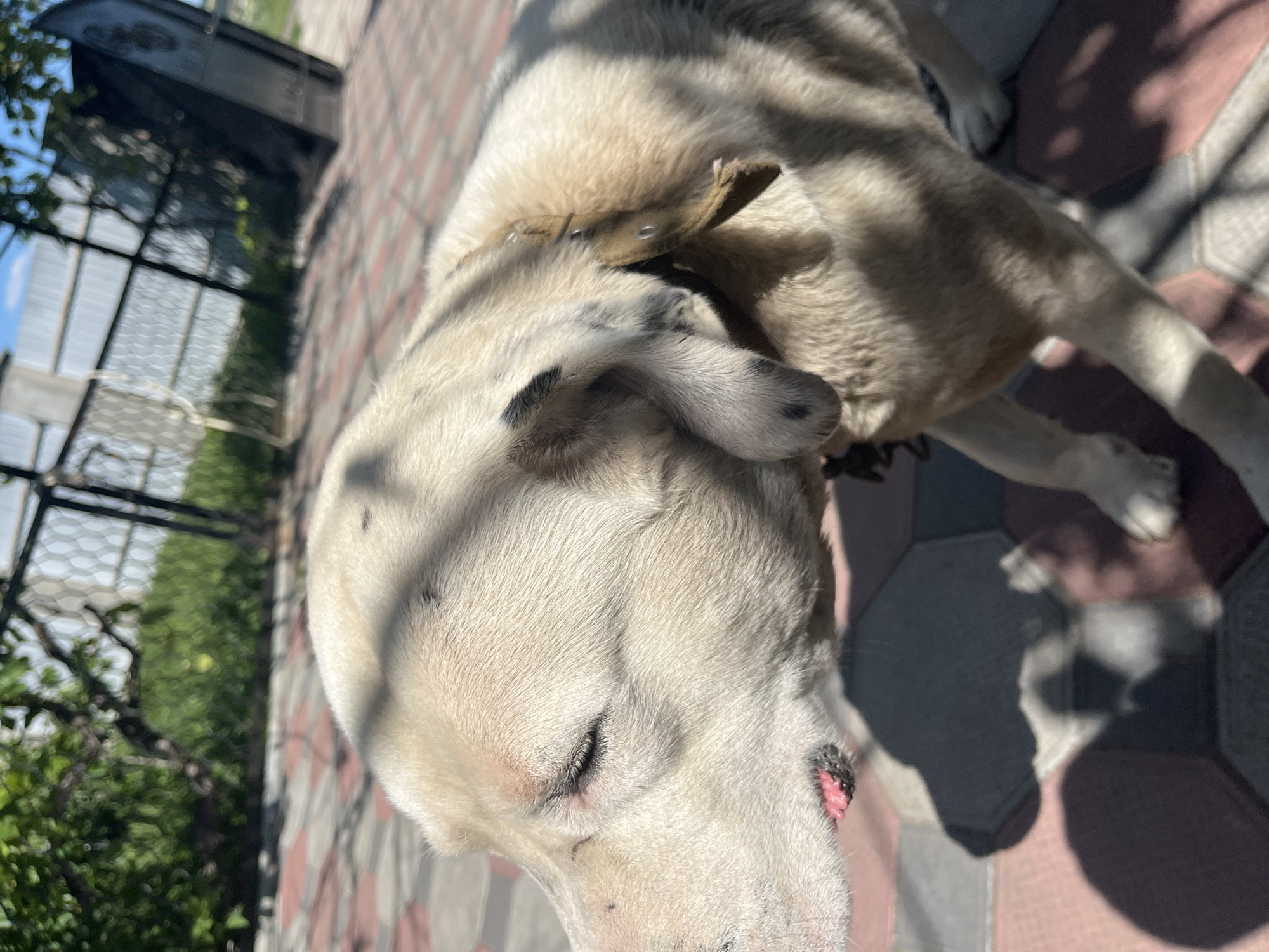 This is a close-up, tilted shot of a light-colored dog with dark markings on its ears and face, likely an Anatolian Shepherd or similar breed, lying down on a tiled patio in Bohunove, Ukraine. The dog is wearing a collar. Sunlight casts strong shadows across its fur and the ground. In the background, a fence with a wire mesh and some greenery can be seen, along with what appears to be a dark structure partially obscured by the dog's head. The lighting suggests it is daytime, likely sunny. The dog appears relaxed, with its eyes mostly closed, perhaps resting or dozing in the sun. The tiled ground is made of rectangular bricks in shades of red and beige. There is no visible text.