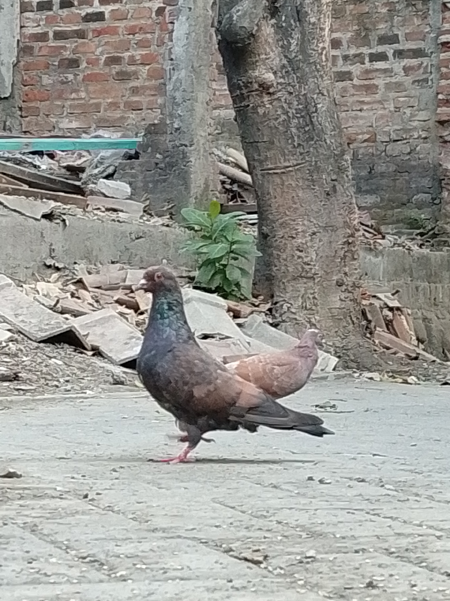 The image depicts two pigeons in what appears to be an urban environment in Pasuruan, Indonesia. In the foreground, a pigeon with dark gray and iridescent green plumage stands facing left, its beak slightly open. Behind it, another pigeon, with lighter brown and gray feathers, is partially visible, facing right. The ground is a rough, paved surface. In the background, a large tree trunk is prominent, its bark textured and rough. To the left of the tree, there's a brick wall showing signs of disrepair, with some visible mortar and varying brick colors. Piles of debris, including broken concrete slabs and rubble, are scattered throughout the background, suggesting a construction or demolition site, or an area affected by neglect. A small, green plant is visible near the base of the tree, adding a touch of nature to the otherwise desolate scene. The overall lighting suggests it is daytime.