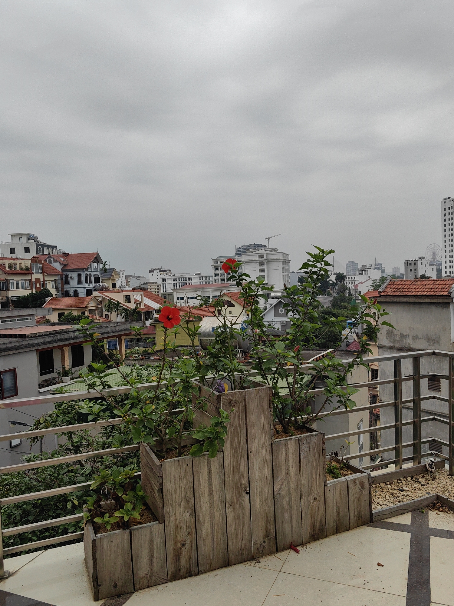 The image depicts a cityscape in Bai Chay Ward, Vietnam, under an overcast sky. In the foreground, a wooden planter box holds a flowering plant with red hibiscus blossoms. The planter is situated on a tiled terrace with a metal railing. Behind the railing, a dense urban landscape unfolds, consisting of residential buildings with red-tiled roofs, interspersed with taller modern structures. A Ferris wheel is visible in the distance, indicating a recreational or tourist area. Construction cranes are also present, suggesting ongoing development in the city.
