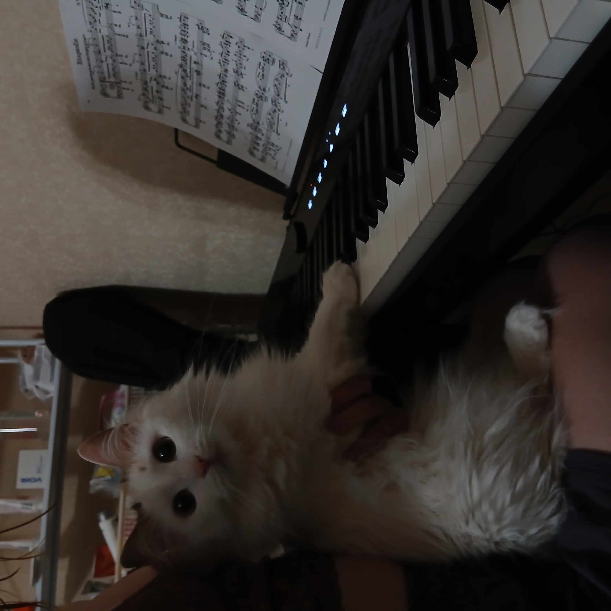 The image captures an intimate indoor scene featuring a fluffy white cat and a digital piano. The cat, with bright, dark eyes and a pink nose, is the central subject, looking directly at the viewer. It appears to be resting on a person's lap or chest, with a human hand gently stroking its fur, indicating a close bond. The cat's fur is long and appears very soft.
To the left and above the cat is a black digital piano or keyboard, featuring both black and white keys. On its music stand, a sheet of music with clear musical notation is displayed. The word "Rhapsody" is faintly visible at the top left of the sheet music. Several small blue and orange indicator lights are illuminated on the piano's control panel, suggesting it is powered on or in use.
In the blurred background, to the left of the cat, a dark object resembling a piano bench or case is partially visible. Further back, a shelving unit can be seen, holding various items, with a white object containing the blurry text "BIGA" among them. The overall lighting is artificial and somewhat dim, creating a cozy and relaxed atmosphere, likely in the evening or at night. The image is oriented sideways, with the piano keys and sheet music appearing vertical.