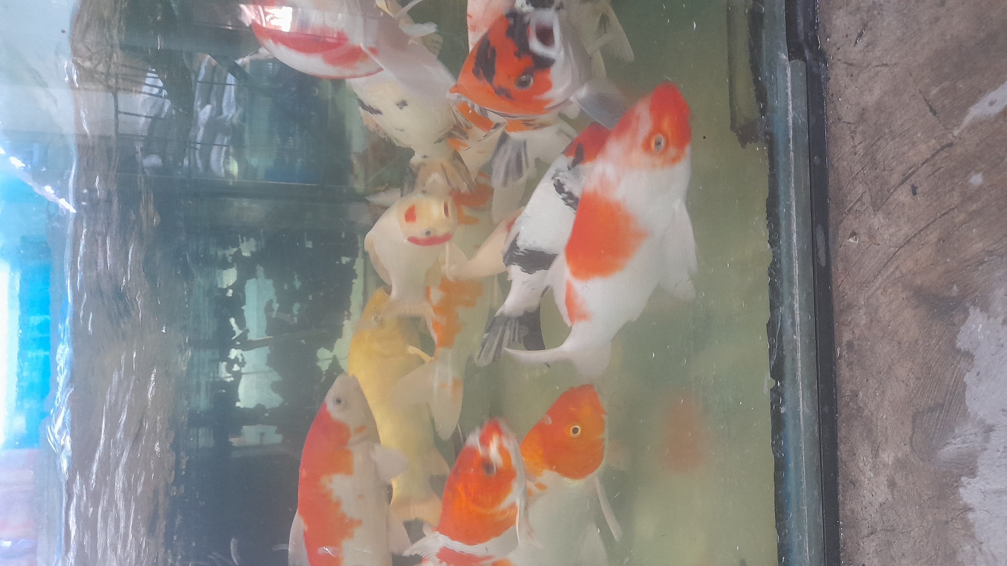 A group of koi fish swim in a clear aquarium filled with water. The fish are of various colors, including orange, white, yellow, and black. The aquarium is placed on a surface that appears to be concrete or a rough textured ground. The background is slightly blurred, showing what might be a wall or another structure with some reflections on the glass. The lighting suggests an indoor environment, possibly a shop or a home. There are no people visible in the image. The scene is located in Pekalongan, Indonesia.