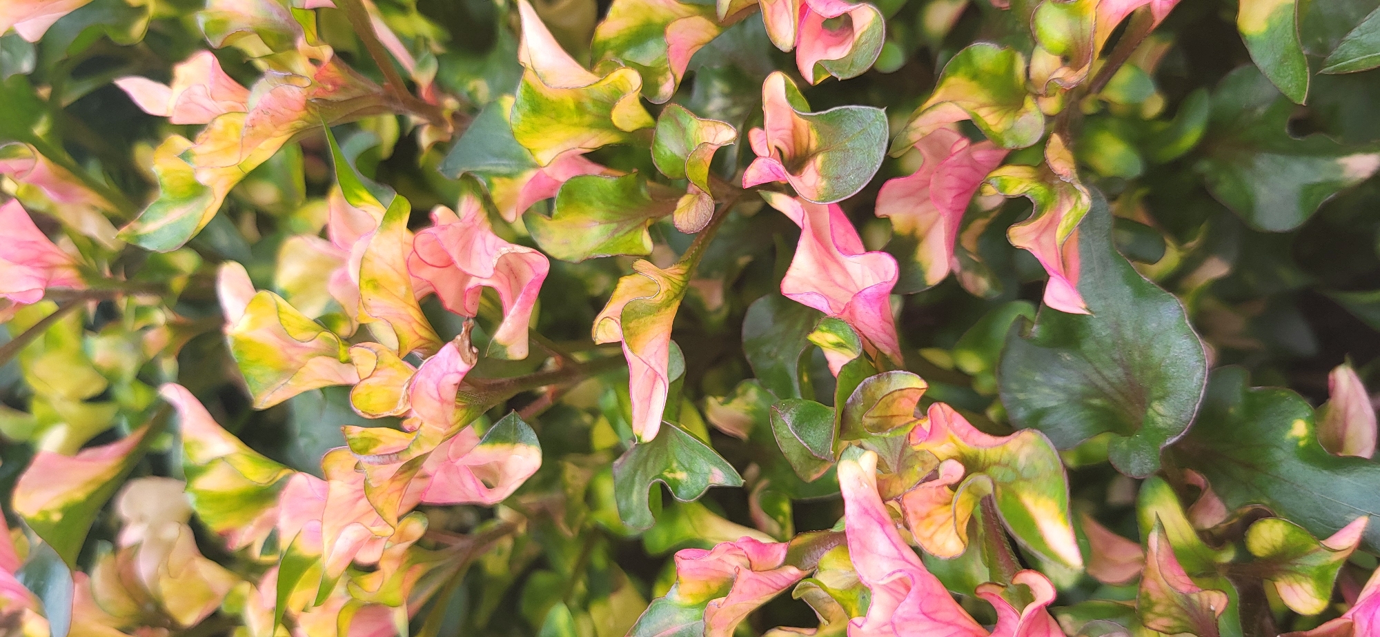 The image is a close-up, vertical, eye-level shot of a plant with variegated leaves in shades of pink, yellow, and green. The leaves are wavy and have curled edges, creating a textured appearance. The background is a blur of green and yellow, suggesting a natural, outdoor environment. There are no people, animals, or man-made objects visible in the image. The lighting appears to be natural, possibly from sunlight filtering through the leaves. The scene is static, with no discernible action or interaction taking place. The image quality is good, with sharp focus on the plant's details and vibrant colors.