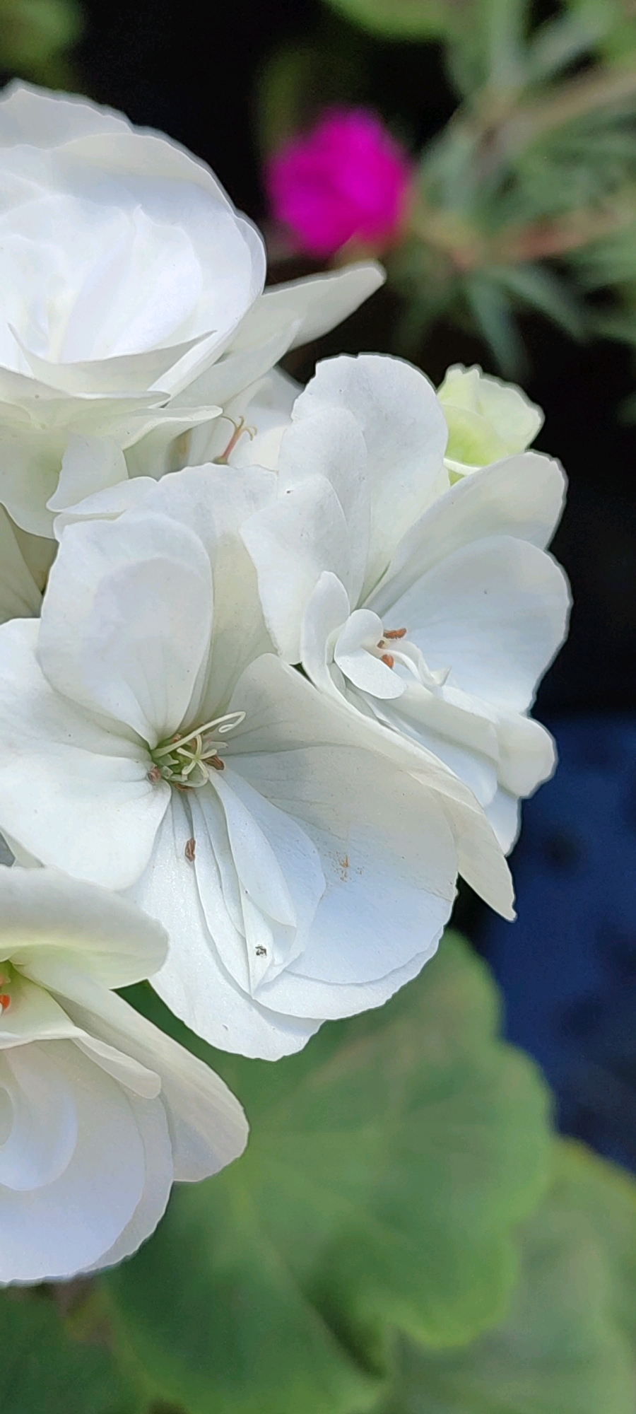 The image shows a close-up of white flowers with delicate petals. The background is blurred, with hints of green leaves and a bright pink flower. The lighting suggests it's daytime, possibly outdoors. No specific location in Belaya Kalitva, Russia is discernible from the image.