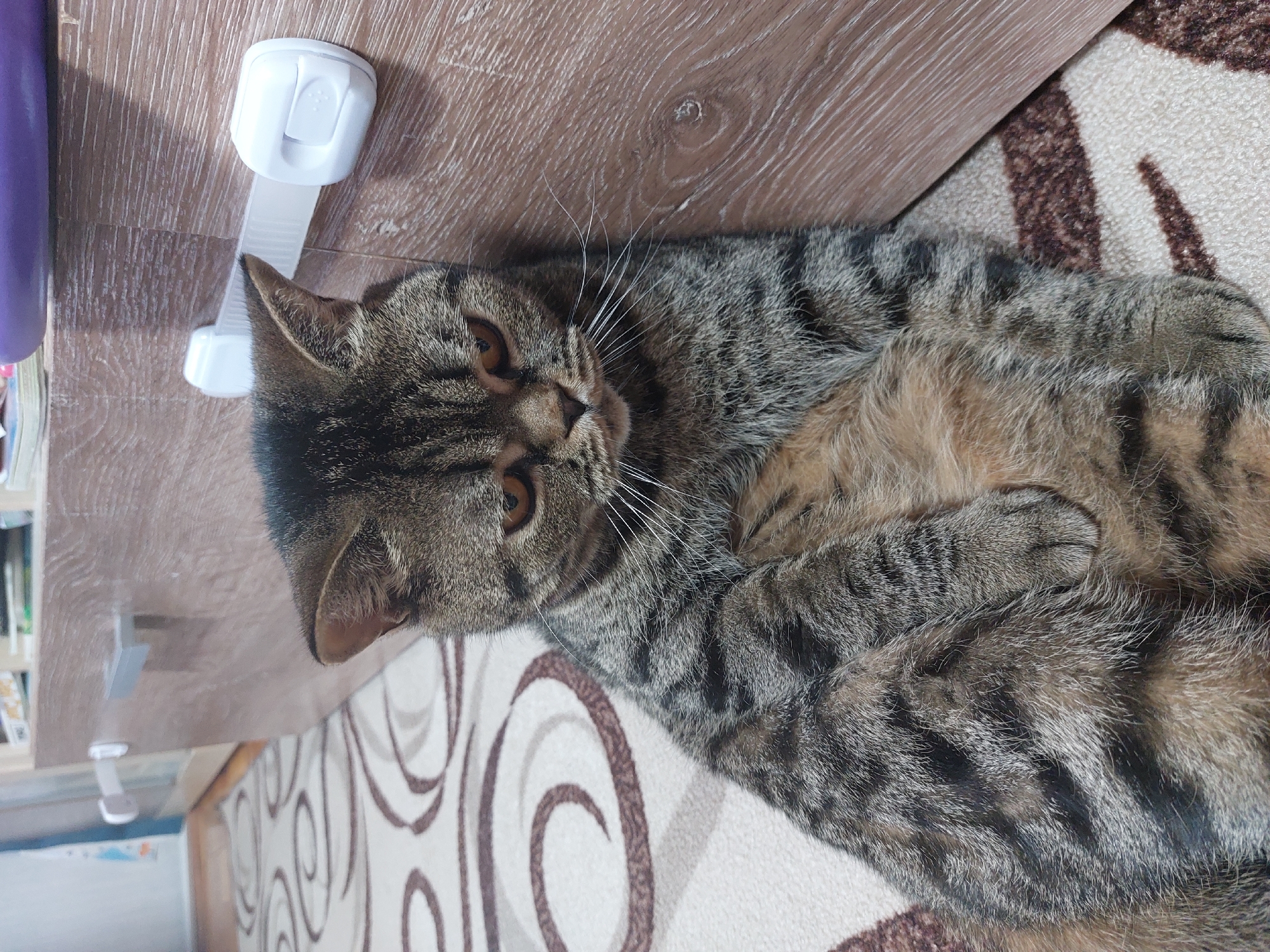 A tabby cat with brown and grey fur is lying on a patterned rug. The cat is positioned near a brown wooden surface, with a white child safety lock attached. The rug has a repeating pattern of brown swirls on a beige background. A portion of what appears to be a bookshelf or cabinet is visible on the left, with a purple object on top. Based on the prompt, the image may have been taken in Chaikovsky, Russia.