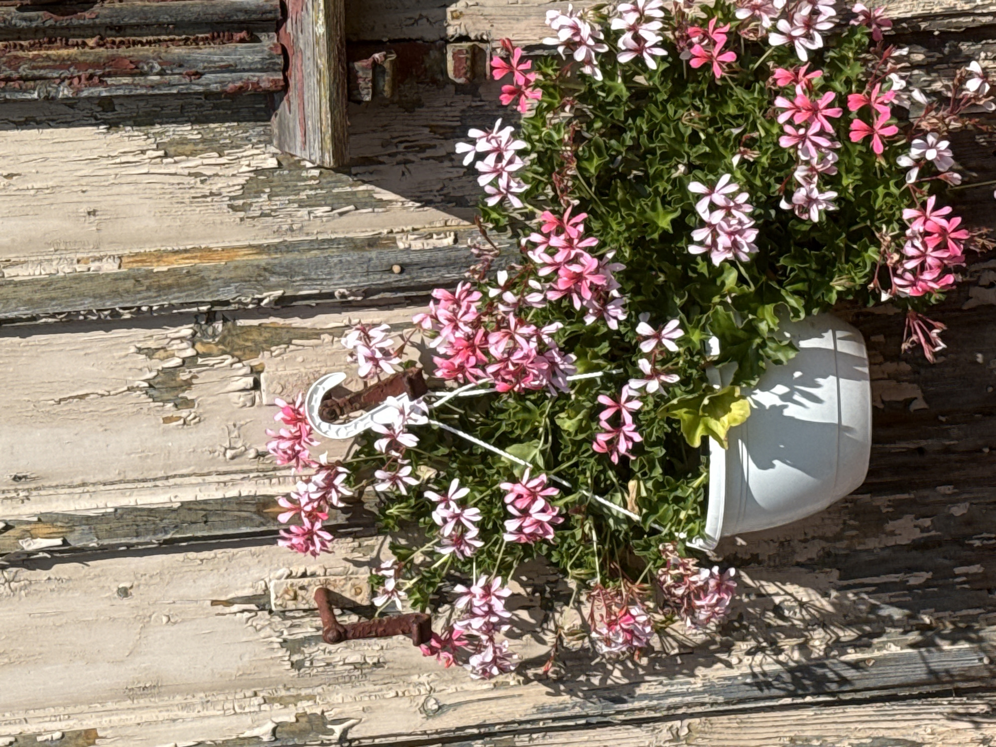 A close-up, eye-level shot showcases a hanging planter filled with pink and white flowers against a weathered, vertical wooden wall. The wall's paint is heavily chipped and peeling, revealing lighter wood beneath, creating a textured and aged appearance. The planter itself is white and round, with white cords suspending it. Two rusty, metal hooks are visible, one on each side of the planter, providing support. The lighting suggests a sunny day, casting dappled shadows from the plants onto the wooden surface. The scene is devoid of people or any indication of specific urban context beyond the general presence of a structure. The location in Walkenried, Germany, is not visually represented in the image.