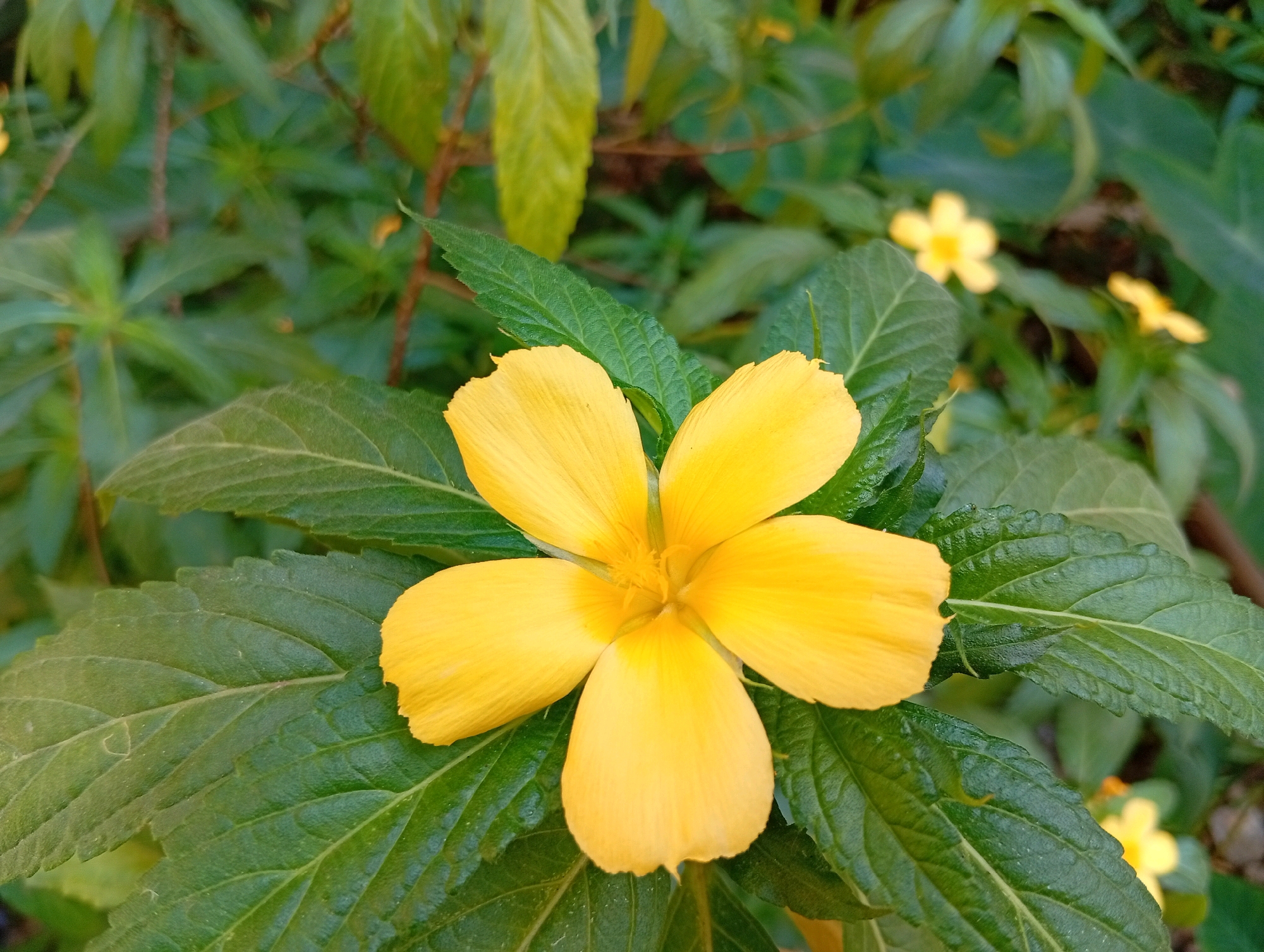 This is a close-up, eye-level, medium shot of a bright yellow flower with five petals, centered in the frame and resting on dark green, serrated leaves. The flower's petals are broad and slightly rounded, with a delicate texture. The center of the flower is a lighter yellow and appears to have stamens. The leaves are lush and textured, with visible veins. In the background, other out-of-focus green leaves and a few smaller, blurred yellow flowers are visible, suggesting a natural outdoor setting. The image captures a vibrant detail of a plant, likely in a garden or park. Given the location of Miritpetikusan, Indonesia, this scene could depict local flora.