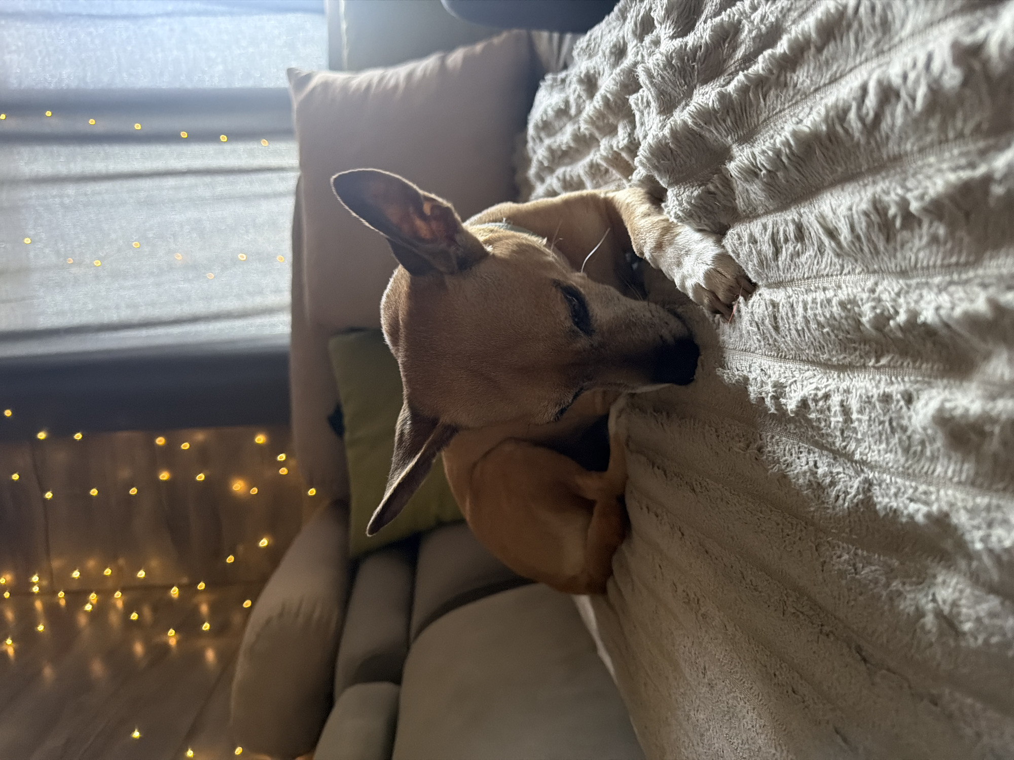 An eye-level, medium shot captures a tan Chihuahua mix dog lying on its side on a plush, textured blanket. The dog is facing left, with its head resting on its paws, eyes closed, appearing to be asleep. Its large ears are perked up. The blanket is draped over a sofa, and in the background, soft yellow string lights are visible against a sheer curtain, suggesting a warm, indoor evening setting. The sofa has several cushions, one of which is a muted green, and another is a light beige. The scene suggests a cozy home environment in the city of Svilengrad, Bulgaria.