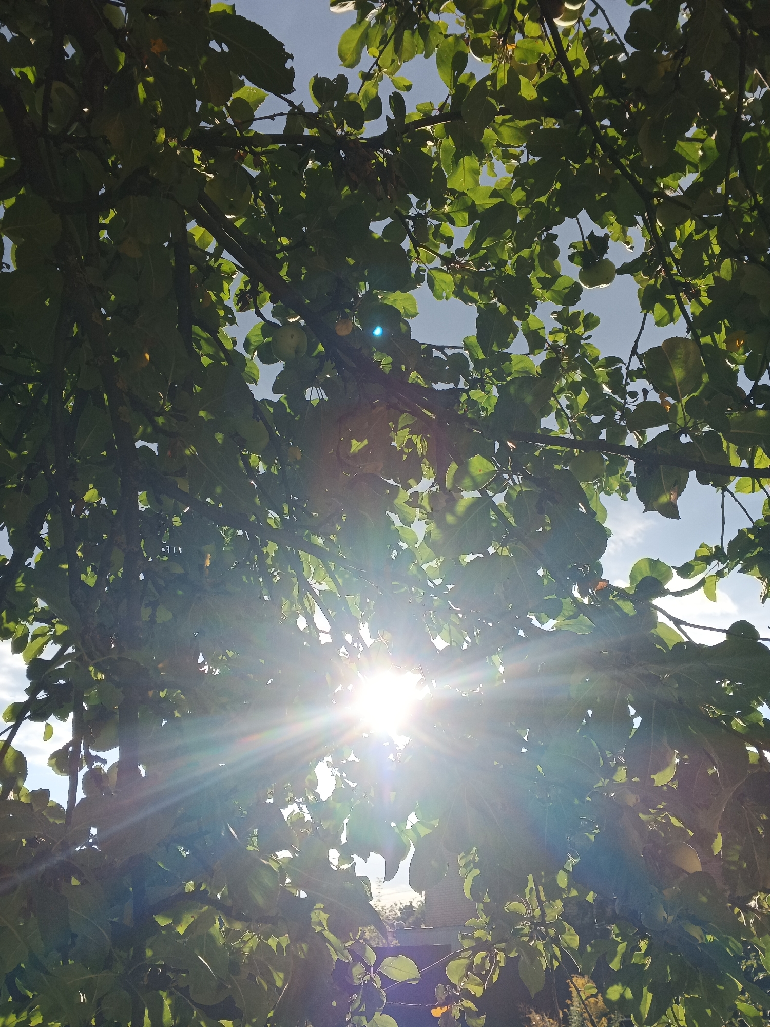 The image shows a close-up, low-angle shot looking up through the branches and green leaves of a tree. The sun is shining brightly through the foliage, creating strong lens flare and sunburst effects. Some small, green fruits, possibly apples, are visible hanging from the branches. The sky is blue with a few scattered white clouds. The image is taken outdoors in an unknown location, likely a park or backyard, within a city.