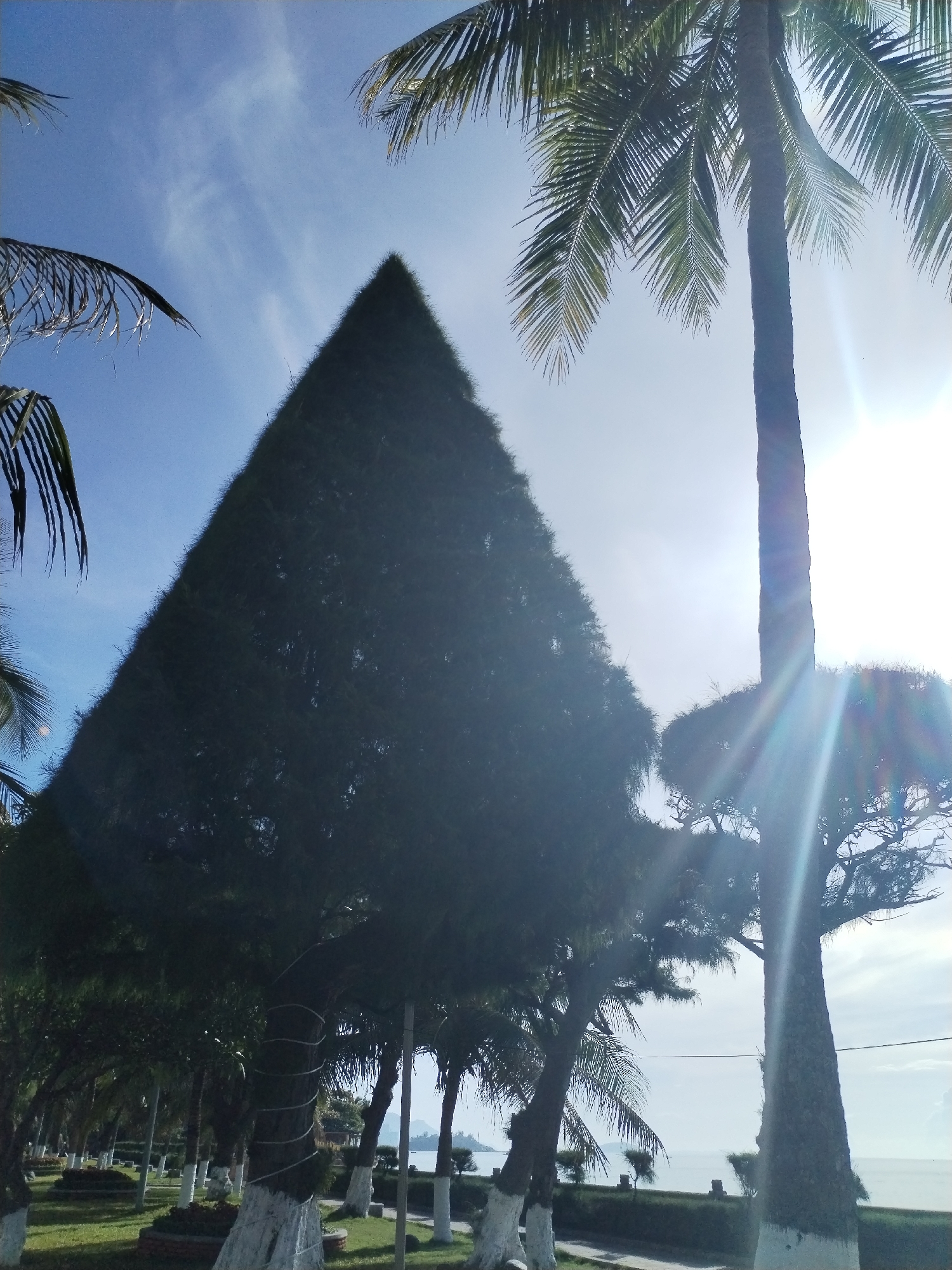 The image shows a park area in Nha Trang Ward, Vietnam. A tall, triangular tree dominates the left side of the frame, partially obscuring the blue sky. A tall palm tree is on the right. Sunlight flares through the palm branches and the trees, creating bright rays in the image. In the foreground, a row of trees lines a path, with their trunks painted white at the base. A glimpse of the ocean and distant islands can be seen in the background between the trees. The park is well-maintained with grass and neatly arranged shrubbery.