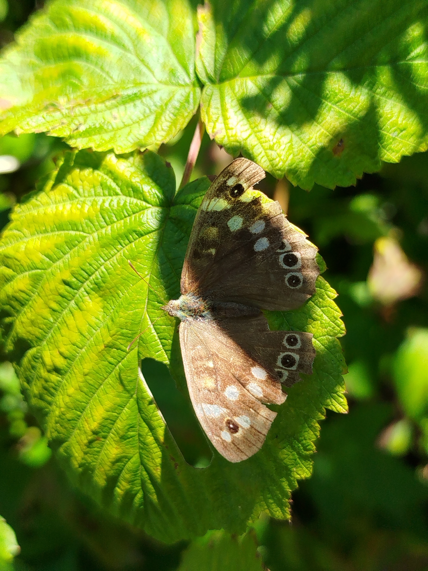 A Speckled Wood butterfly rests on a vibrant green leaf, its wings partially open. The butterfly's wings are predominantly brown with white spots and a few circular markings, or eyespots, near the edges. The leaf it is perched on is broad and textured, with a serrated edge. Sunlight filters through the leaves, casting dappled shadows on the foliage, highlighting the veins of the leaf. The background consists of out-of-focus green foliage, suggesting an outdoor natural setting. The image was captured in Chkalovskoye SNT, Russia.