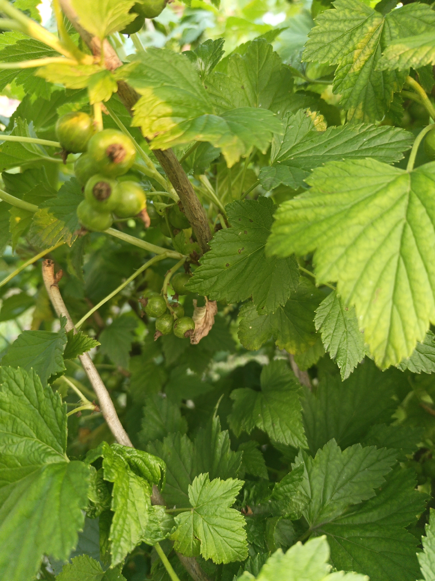 A close-up, eye-level shot shows a bush with green leaves and unripe berries. The foliage is lush and vibrant green, with some leaves exhibiting a yellowing or slightly mottled appearance, suggesting early stages of development or potential nutrient deficiencies. Several clusters of small, round, green berries are visible throughout the frame, some with dark tips where the flower was attached. A rough-barked branch runs vertically through the center of the image, supporting the leaves and berry clusters. The background is a soft blur of green, indicating the density of the plant and the focus on the foreground elements. There are no people or animals in the image. The scene is outdoors, likely in a garden or natural setting.