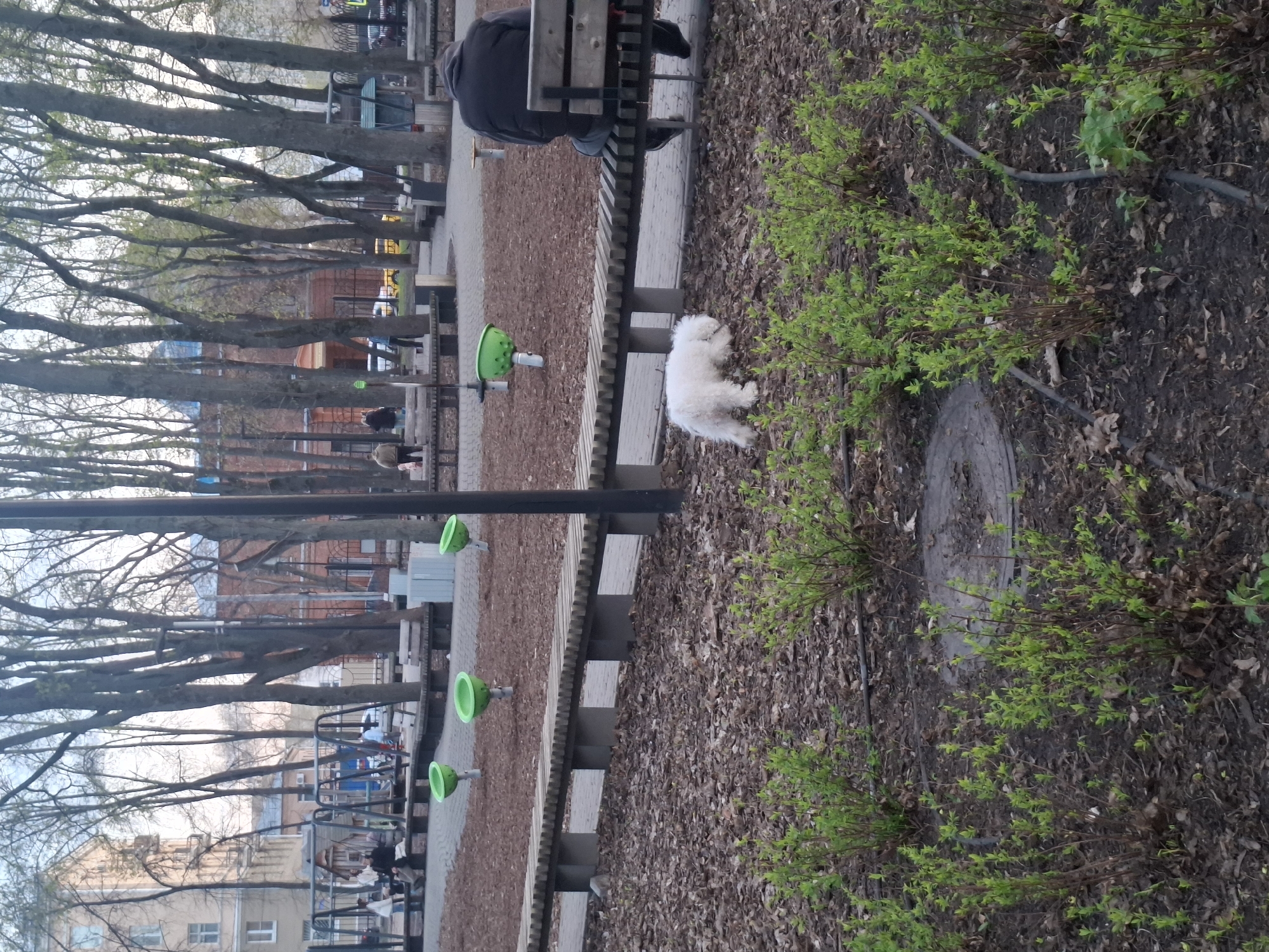 The scene depicts a park in an urban setting, possibly in Unknown, Unknown. A person is sitting on a bench, while a small, white dog is lying on the ground nearby. The ground is covered with mulch and some green shrubbery. There are trees lining the park path and some playground equipment visible in the background.