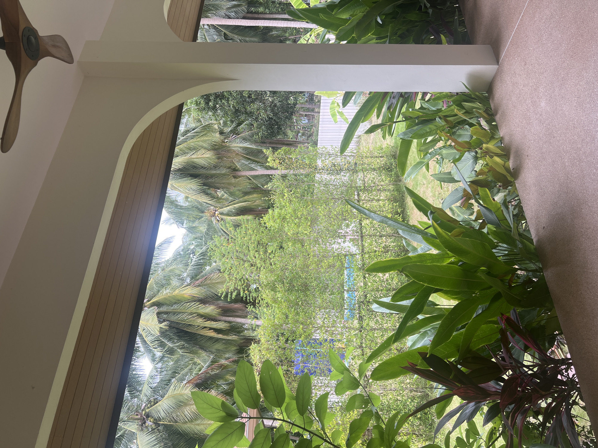 This image captures a view from a covered porch area looking out onto a lush, tropical landscape, likely in ตำบลเกาะพะงัน, Thailand. The foreground is dominated by the textured, reddish-brown floor of the porch and a thick border of vibrant green foliage, including large, paddle-shaped leaves and darker, red-tinged plants. A white pillar supports the archway leading to the outdoor space.
Beyond the porch, a dense green hedge forms a backdrop for what appears to be a backyard. A glimpse of a turquoise swimming pool is visible through the greenery, suggesting a residential or resort setting. A white fence runs along the perimeter of the property, separating it from the dense jungle of palm trees that extends into the distance. Several mature coconut palm trees are prominent, their fronds reaching towards an overcast sky. A wooden ceiling fan is visible at the top of the frame, suggesting an indoor or semi-outdoor space. The overall atmosphere is serene and verdant, indicative of a tropical climate.