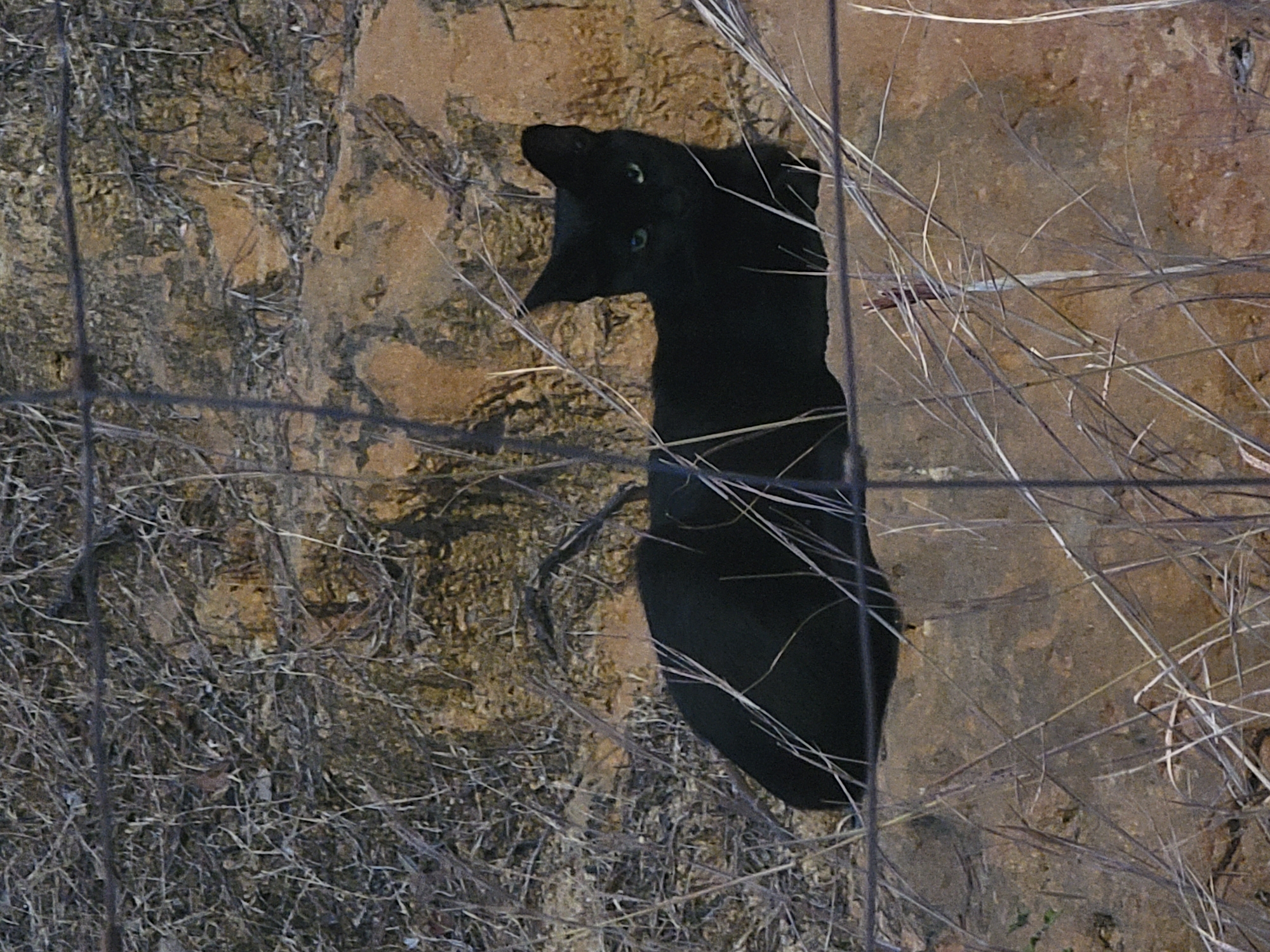A black cat with green eyes sits on a rock in an outdoor, dry, grassy environment. The cat is partially obscured by dry grass and a wire fence. The background consists of a rocky, earthen cliff face.