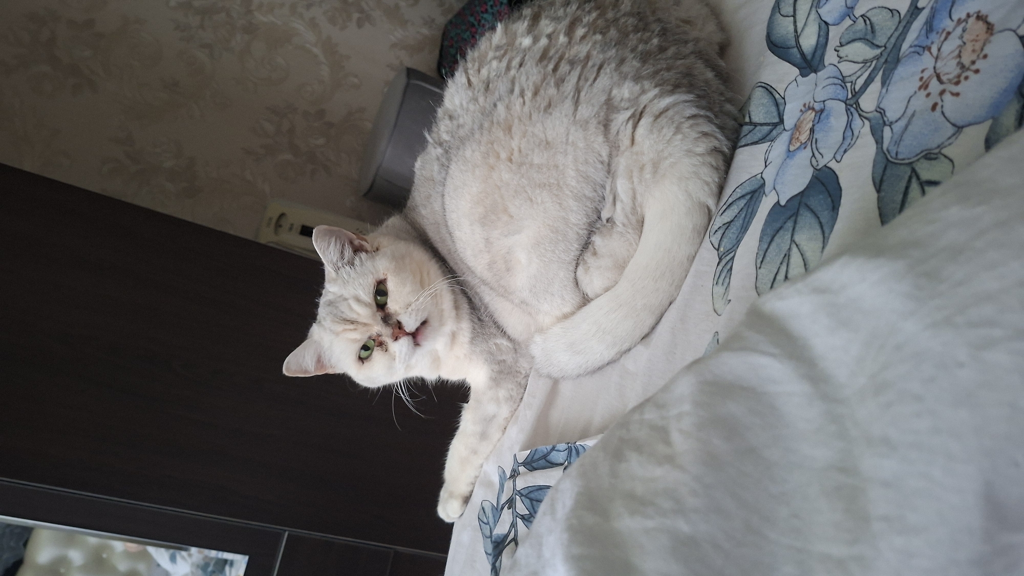 A light-colored cat with gray markings is lying on a white bed with a blue floral pattern. The cat has green eyes and is looking towards the camera. The background shows a dark wardrobe and patterned wallpaper. The image appears to be taken indoors, likely in a bedroom. The specific location of Myadzyel, Belarus, cannot be determined from the visual information provided in the image.