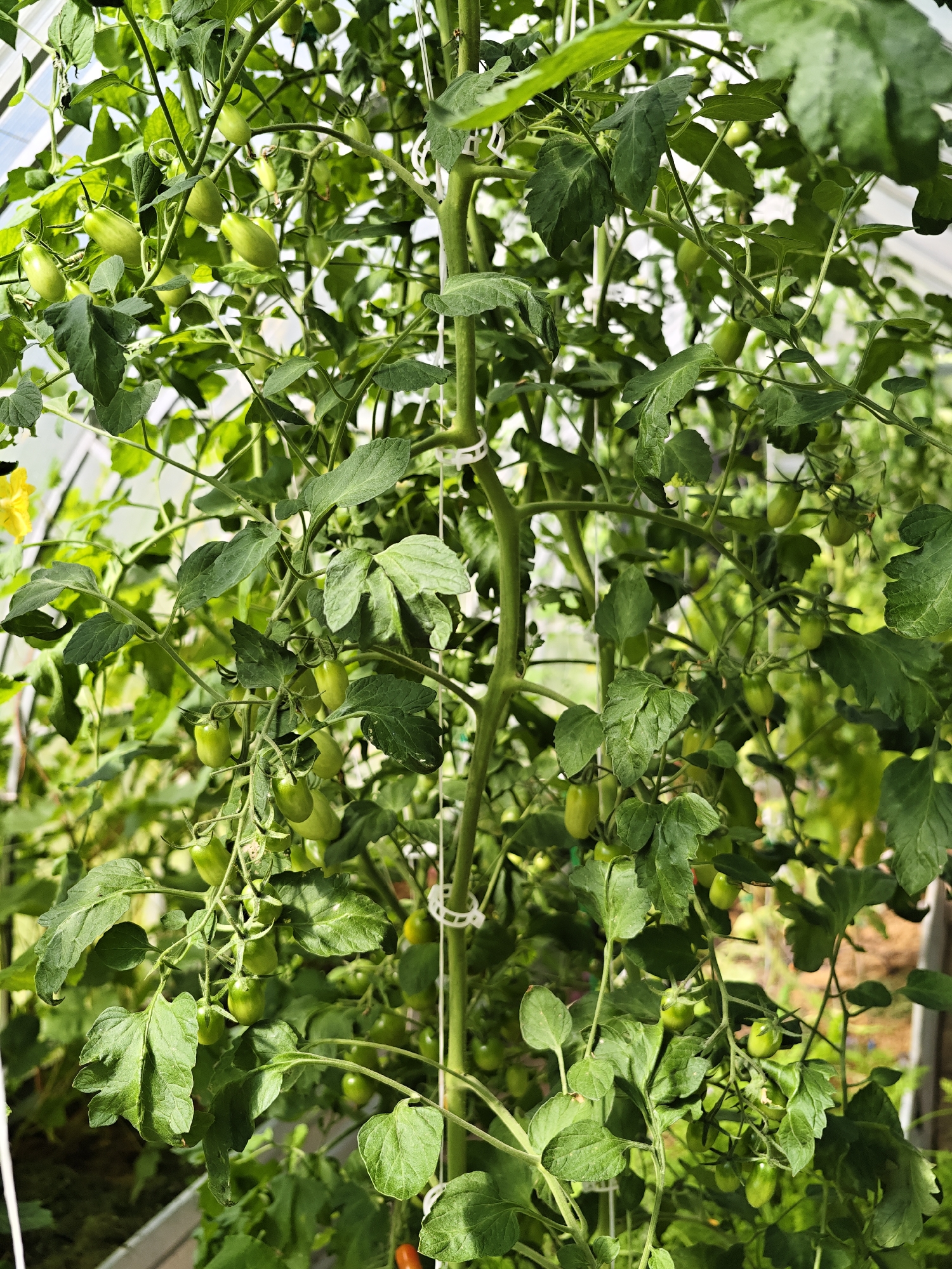 This is a close-up, eye-level shot of a tomato plant inside a greenhouse in Dubki, Russia. The plant is laden with numerous small, green, unripe tomatoes hanging from its branches. The foliage is dense and vibrant green, with some leaves appearing slightly wilted. White ties are visible, used to support the plant's stems. The background is blurred, showing the interior of a greenhouse with sunlight filtering through. There are no people or animals visible in the image.