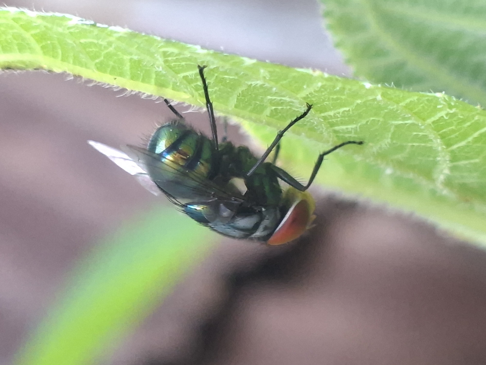A metallic green fly clings to the underside of a green leaf. The fly has red eyes and iridescent wings. The leaf has a slightly fuzzy edge. The background is blurred, suggesting a natural outdoor setting. The image was taken close up, showcasing the details of the insect. No people are visible. The location in Pie, Indonesia is not ascertainable based solely on the image.