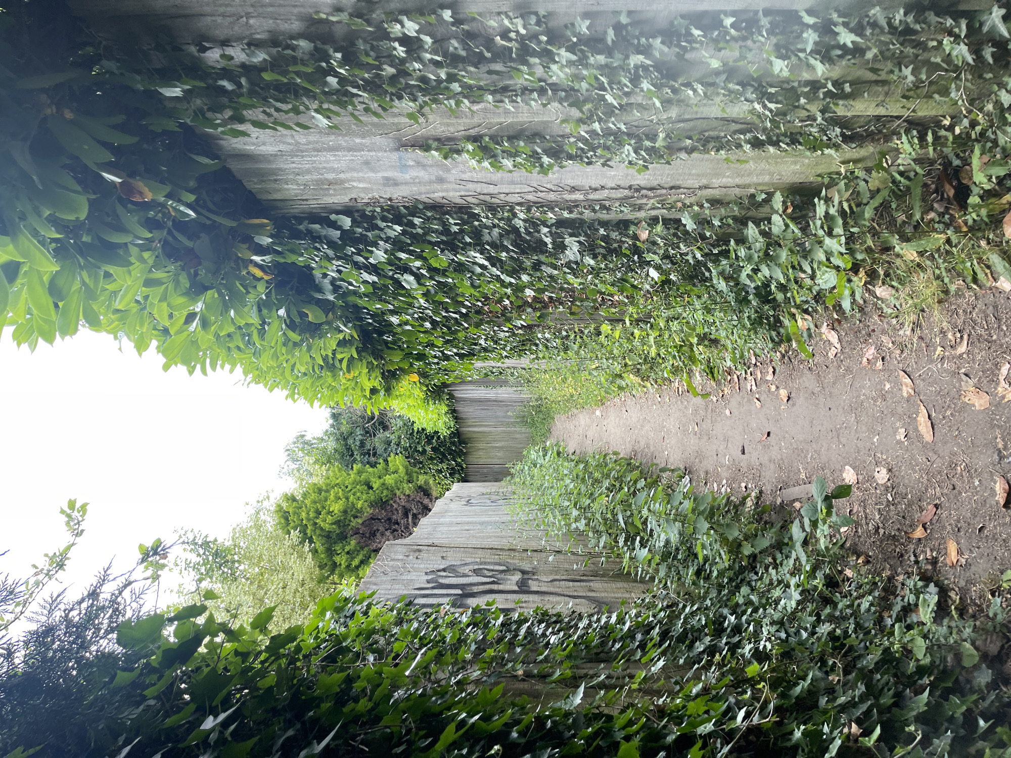 A narrow dirt path runs between two wooden fences in Maidstone, United Kingdom. The fences are aged and partially covered in ivy and other climbing plants. On the lower section of the left fence is graffiti. The path leads into a more wooded area in the distance. Fallen leaves are scattered on the path. Bright sunlight at the upper section of the image.