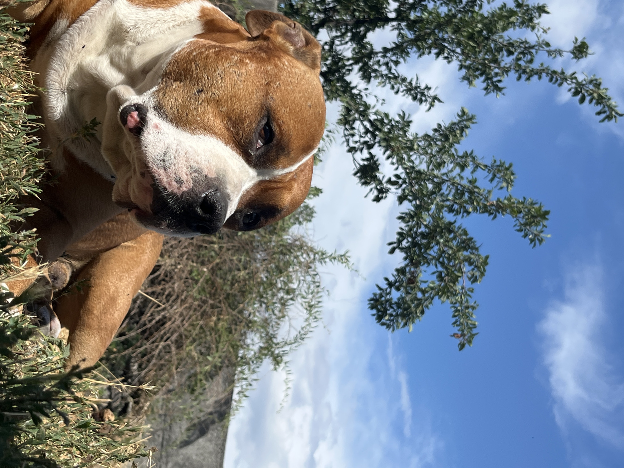 An American Bulldog lies on the grass, looking to its right, with its body facing forward and head turned to the side. The dog has brown and white fur. Behind the dog, there are green bushes and trees, with a blue sky and white clouds above. A grey wall is visible in the background. The image appears to have been taken outdoors, likely in a backyard or park. There is no indication of the specific location being the city of Dnipro, Ukraine.