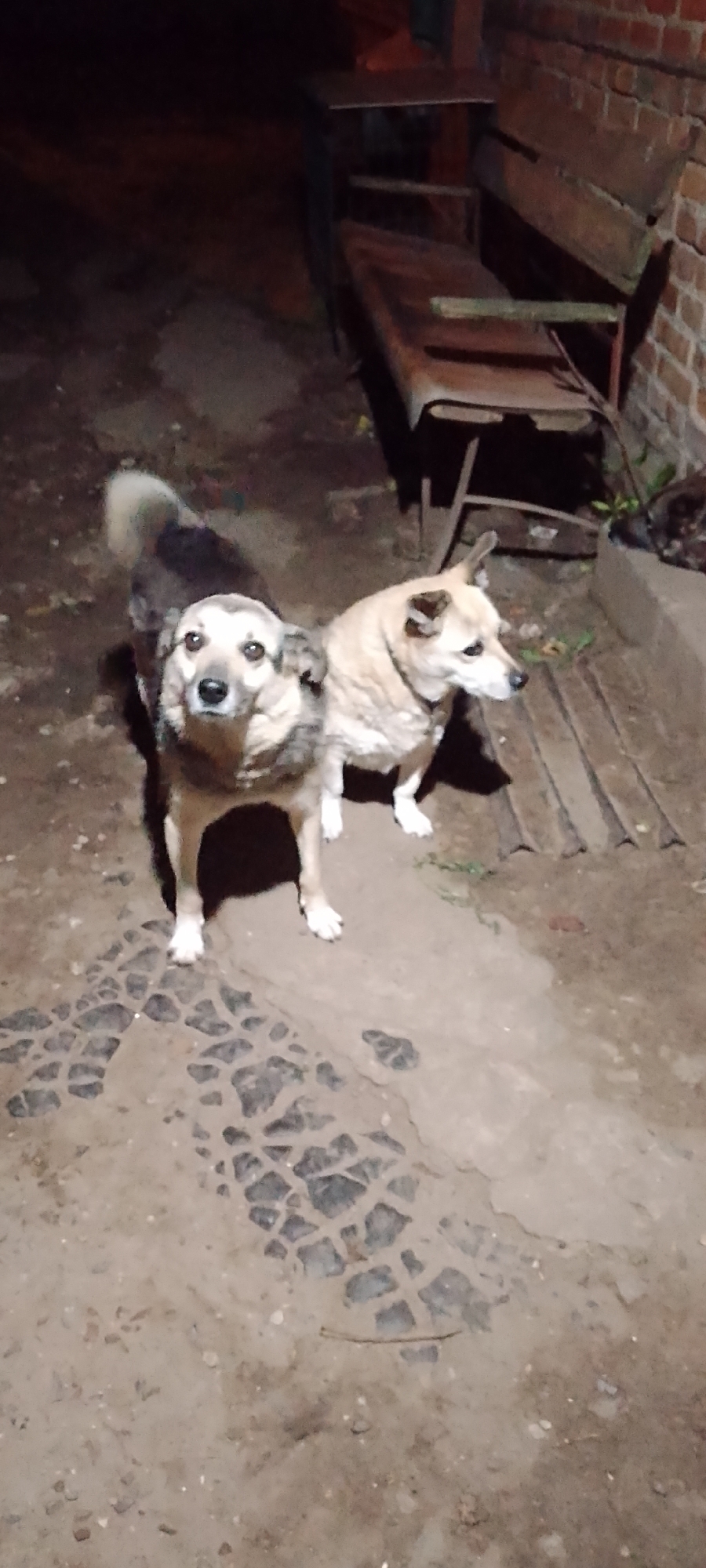 Two dogs, one with tan fur and another with a mix of tan and dark brown fur, stand on a dirt and concrete surface. A tire track is visible on the ground in front of the dogs. In the background, a wooden bench is positioned against a brick wall. The scene appears to be outdoors, possibly in a yard or alleyway, at night or in low light conditions. The location is identified as Belgorod, Russia.