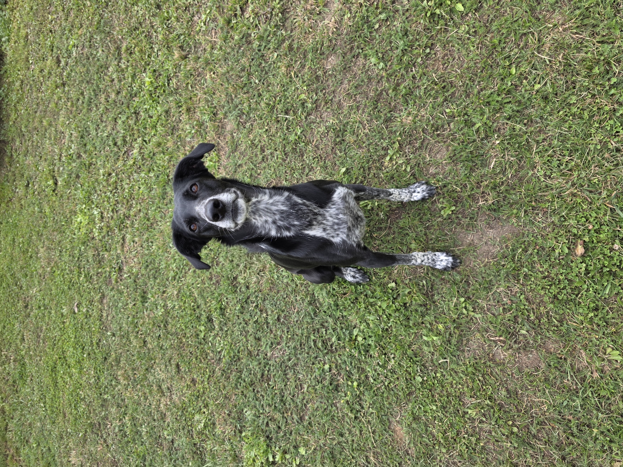 A black and white medium-sized dog is sitting on a grassy area. The dog has floppy ears, brown eyes, and a white patch on its chest and front legs. The grass is green with some dry patches and scattered leaves. The image appears to be taken outdoors, possibly in a park or backyard. No other subjects or objects are visible in the image. The location is not specified in the prompt, nor can it be inferred from the visual information.