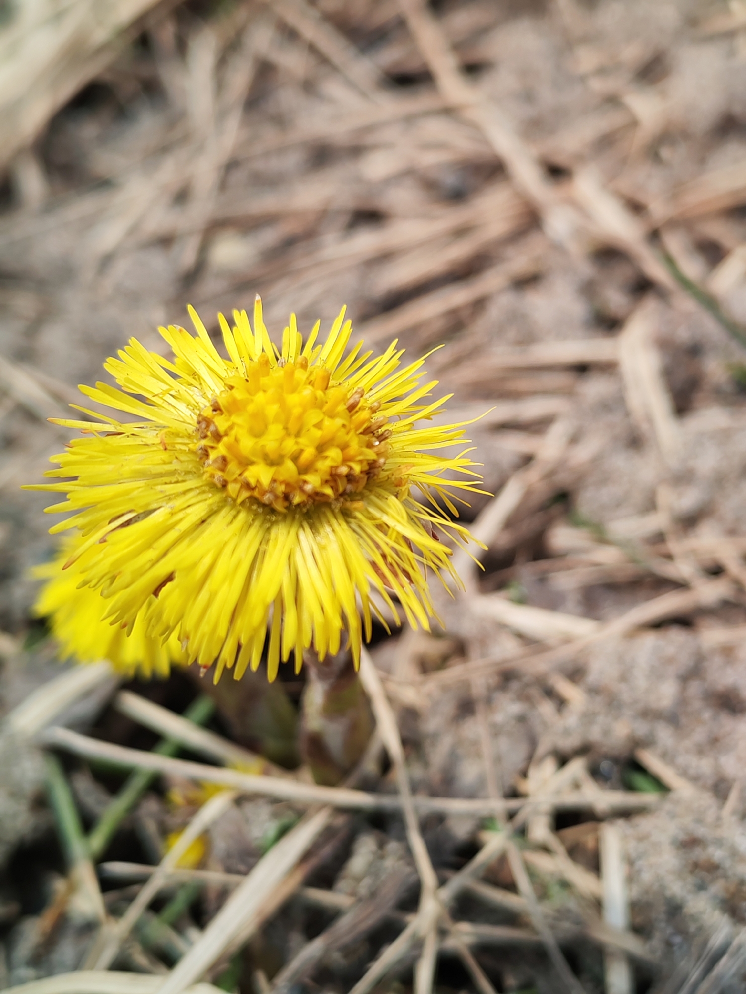 A close-up shot shows a bright yellow flower, likely a coltsfoot (Tussilago farfara), in full bloom. The flower has numerous thin petals surrounding a textured, round center. It appears to be growing amidst dry, brown plant debris, possibly leaf litter or old grasses, on a slightly sandy soil. The location is Нечкино, Russia.