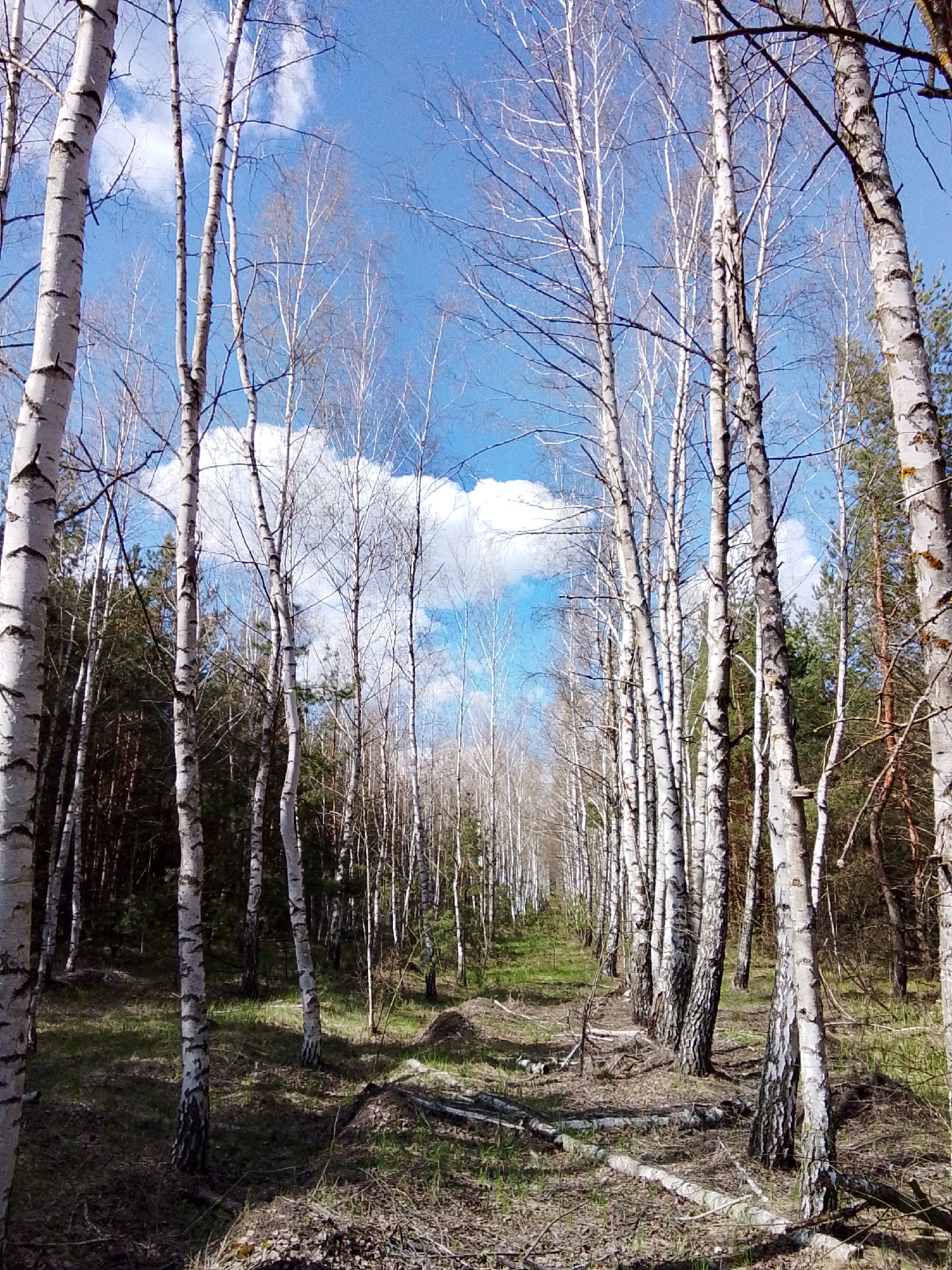 The image displays a serene birch forest scene, likely in early spring or late winter, in Elets-Malaninskii, Russia. Numerous tall, slender birch trees with characteristic white and black peeling bark dominate the foreground and middle ground, forming an alley-like path that recedes into the distance. Their branches are largely bare of leaves, or show only nascent foliage, against a clear, vibrant blue sky dotted with scattered white clouds.
To the sides and in the background, darker green coniferous trees, possibly pines, are visible, providing a contrasting backdrop to the birches. The forest floor is covered with a mix of dry leaves, fallen branches, and patches of new green grass, indicating the transition of seasons. Several fallen logs and branches lie horizontally on the ground, adding to the natural, untamed feel of the woods.
The sunlight is bright, creating a play of light and shadow on the forest floor and tree trunks. The overall mood is tranquil and contemplative. No people, animals, or visible text are present in the photograph. The time of day is clearly daytime, under a sunny sky.