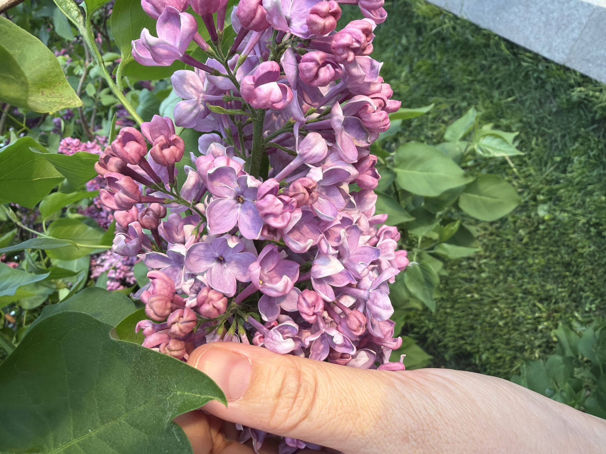 A close-up shot showcases a hand holding a vibrant cluster of purple and pink lilac flowers. Lush green leaves surround the blossoms, creating a natural frame. The background features a blurred expanse of green grass and foliage, indicative of a garden or park setting. A concrete structure is partially visible in the upper right corner. The image is taken in natural light, highlighting the textures and colors of the flowers and foliage. The exact location within Moscow, Russia, cannot be determined from the visual information alone.